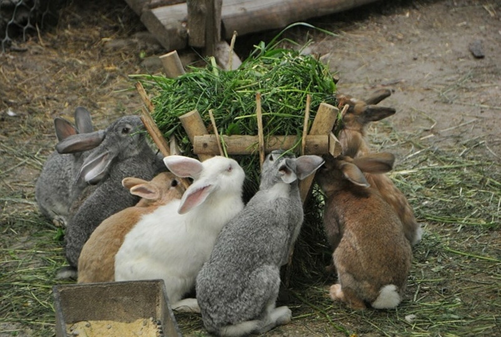 Ферма кроликов фото