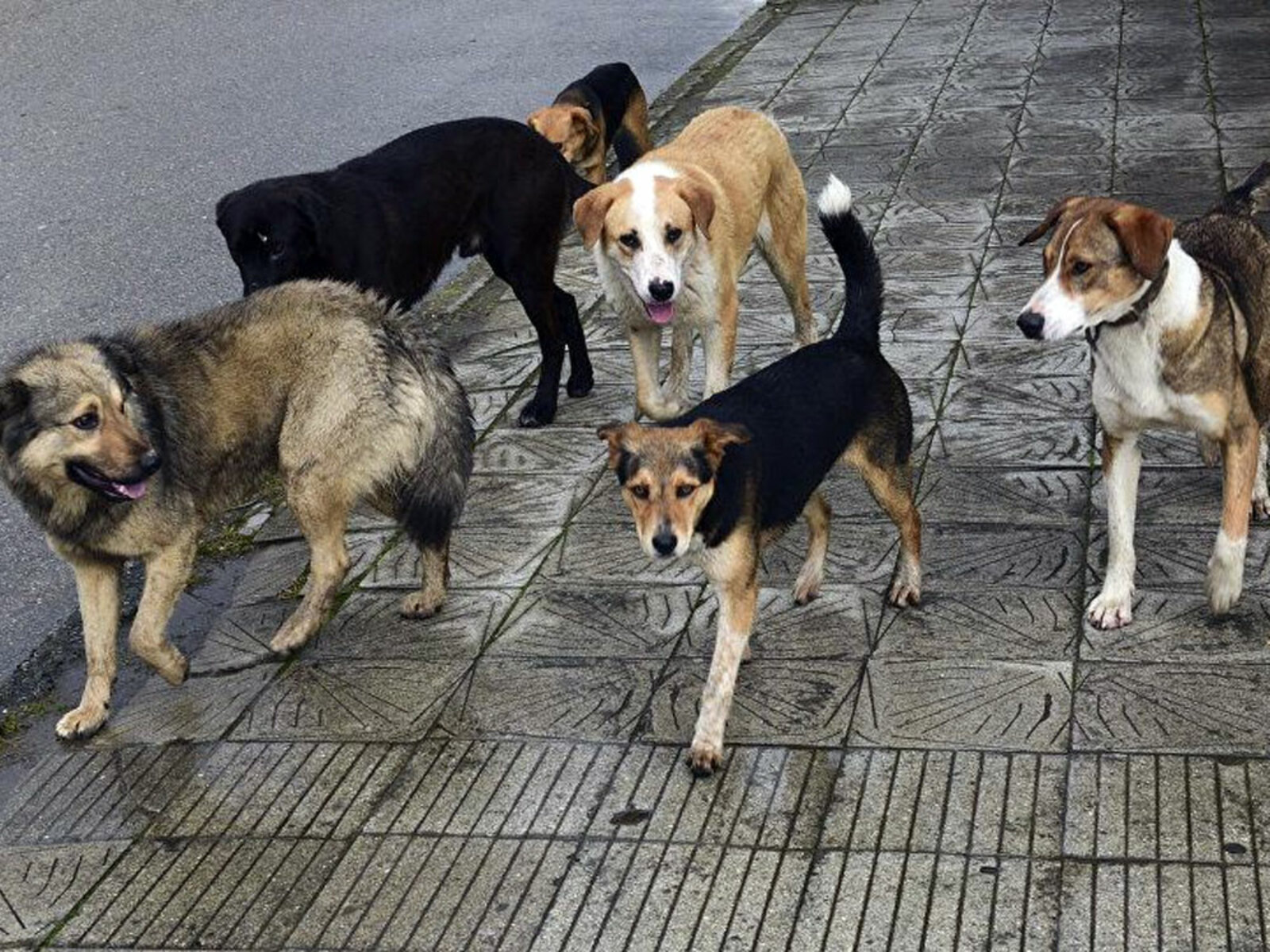 Голая метиска на улице с собаками