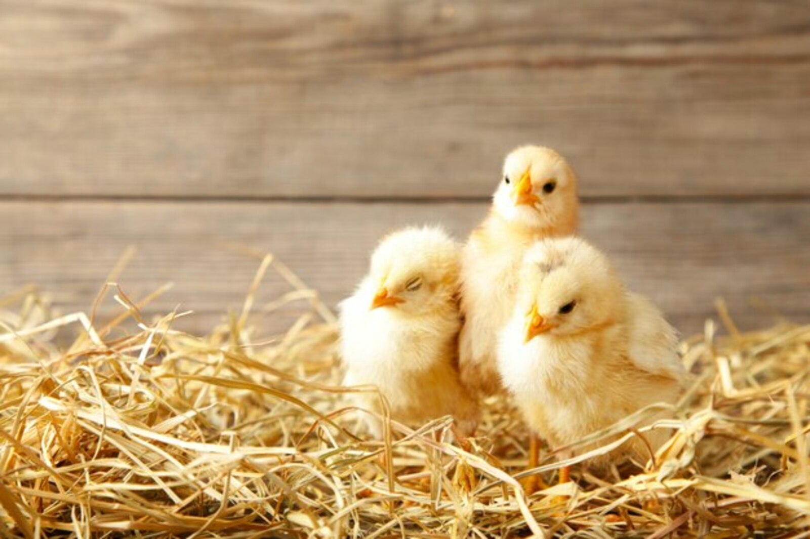 Three chicks