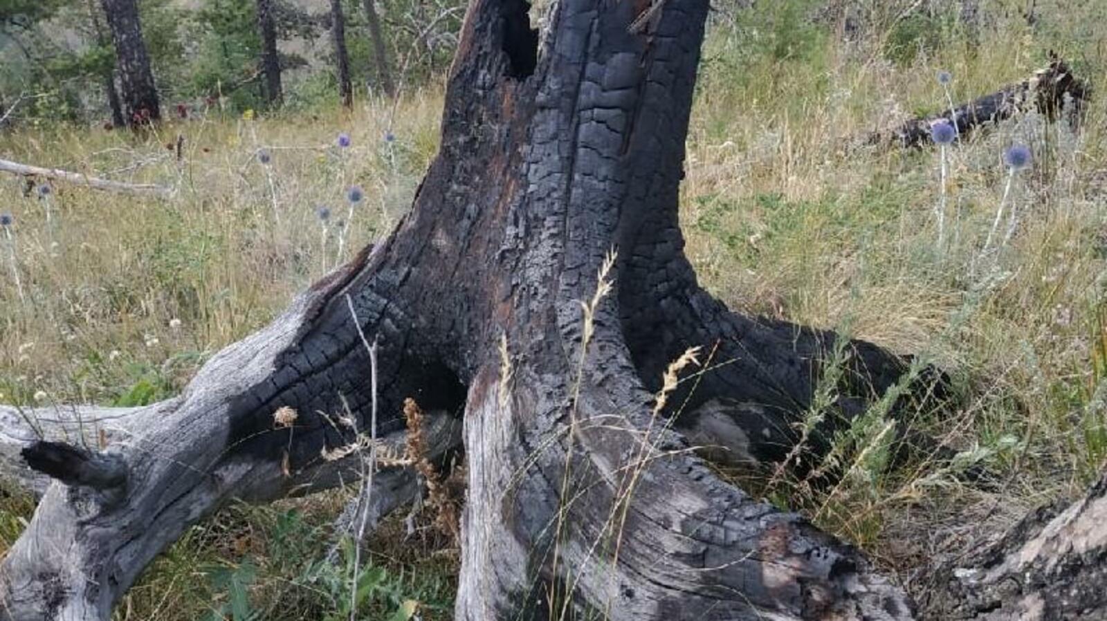 ИА «Башинформ»