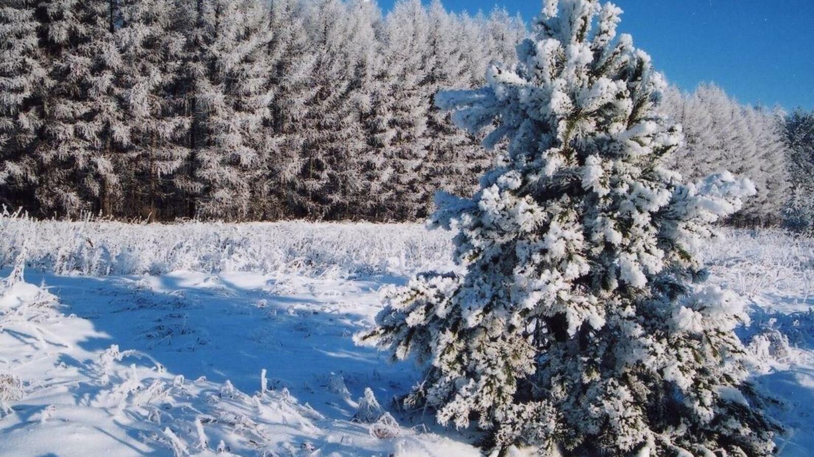 Андрей Старостин