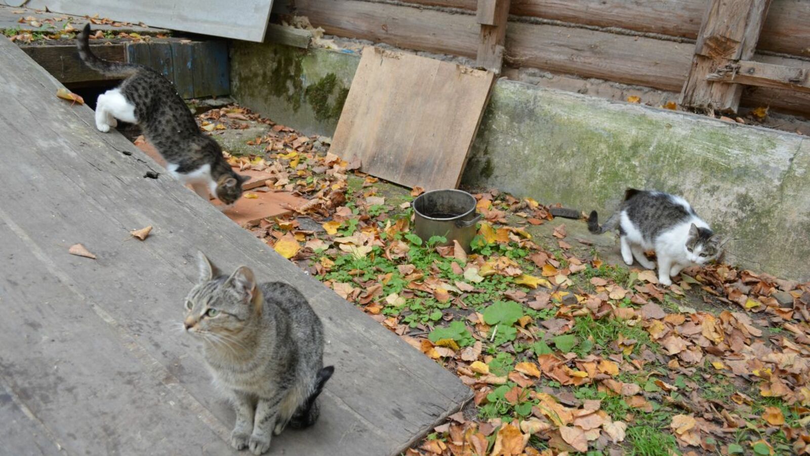 Ксения Калинина