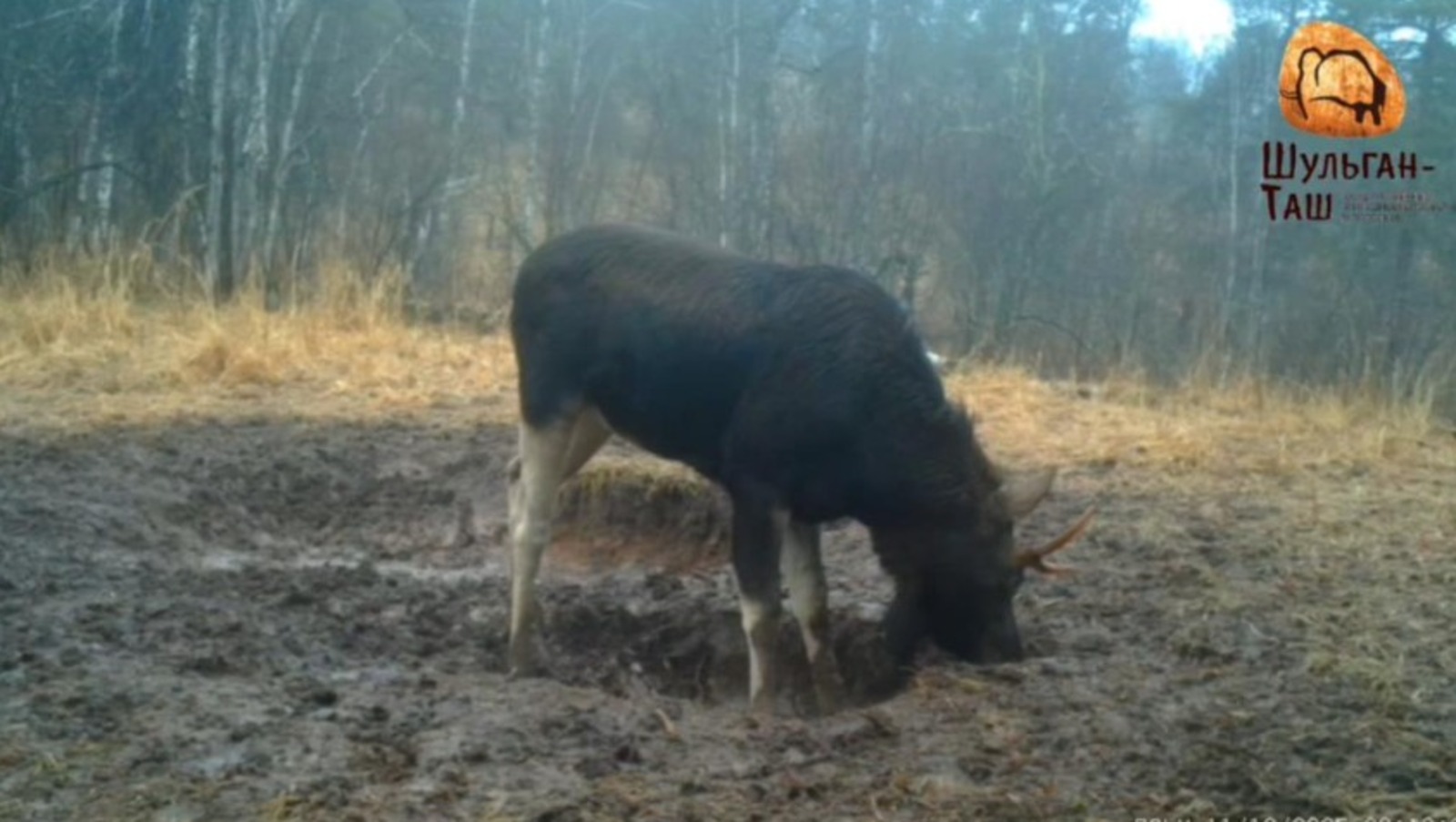 Природный заповедник «Шульган-Таш» телеграм