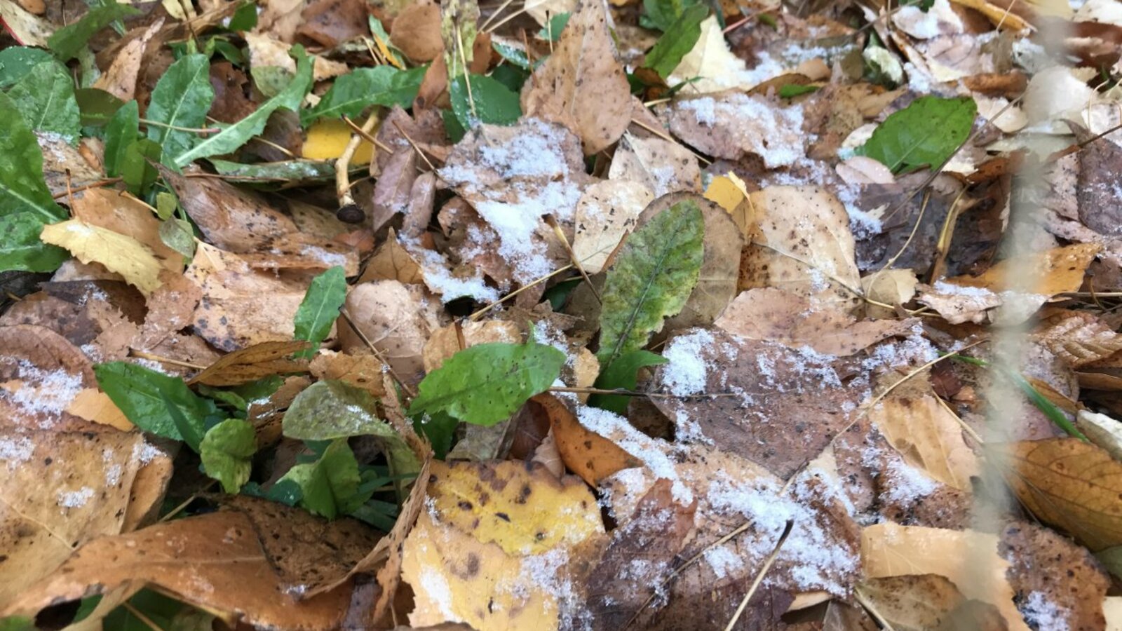 Ксения Калинина