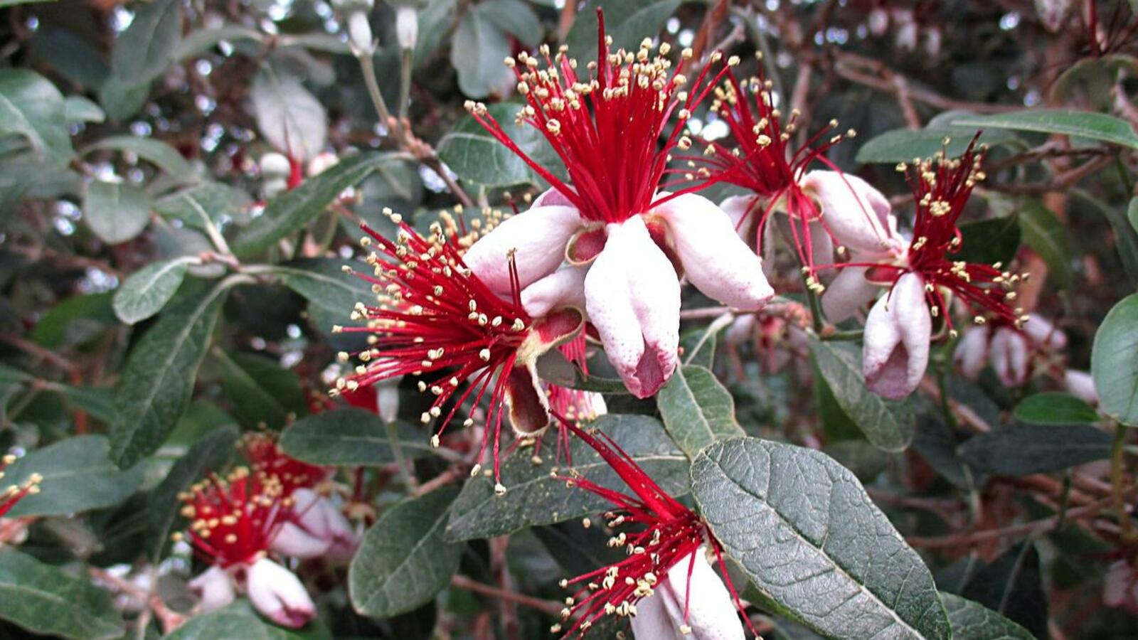 Уфимский ботанический сад