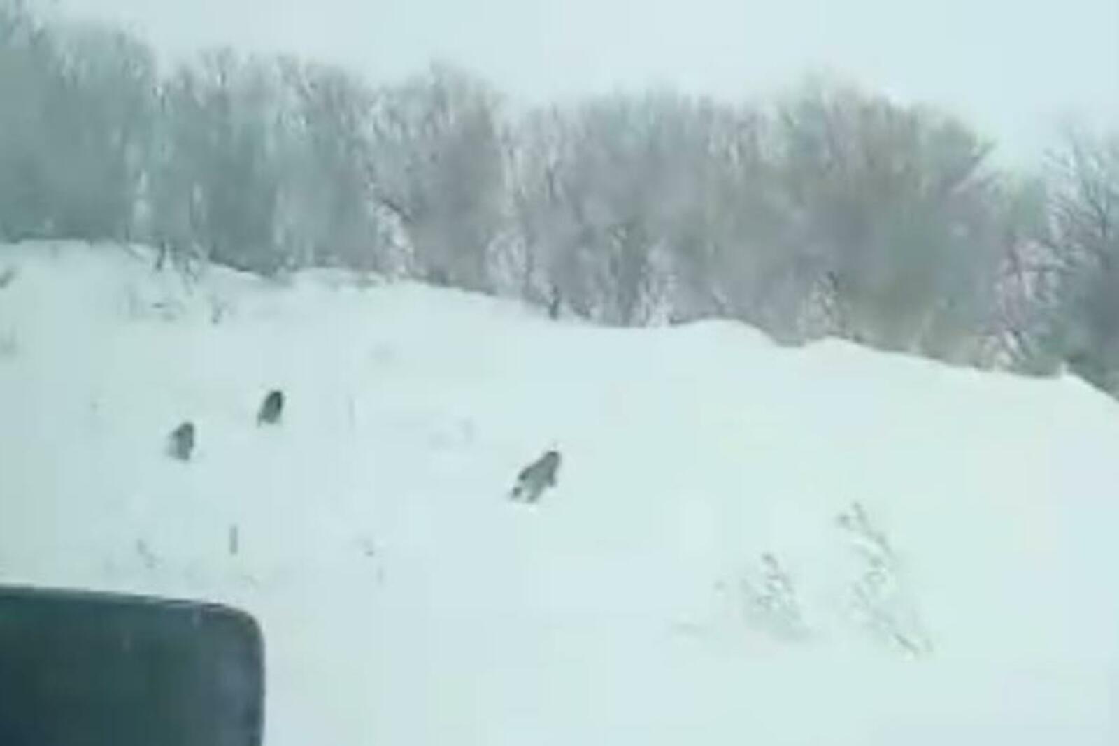 социаль селтәрҙәр