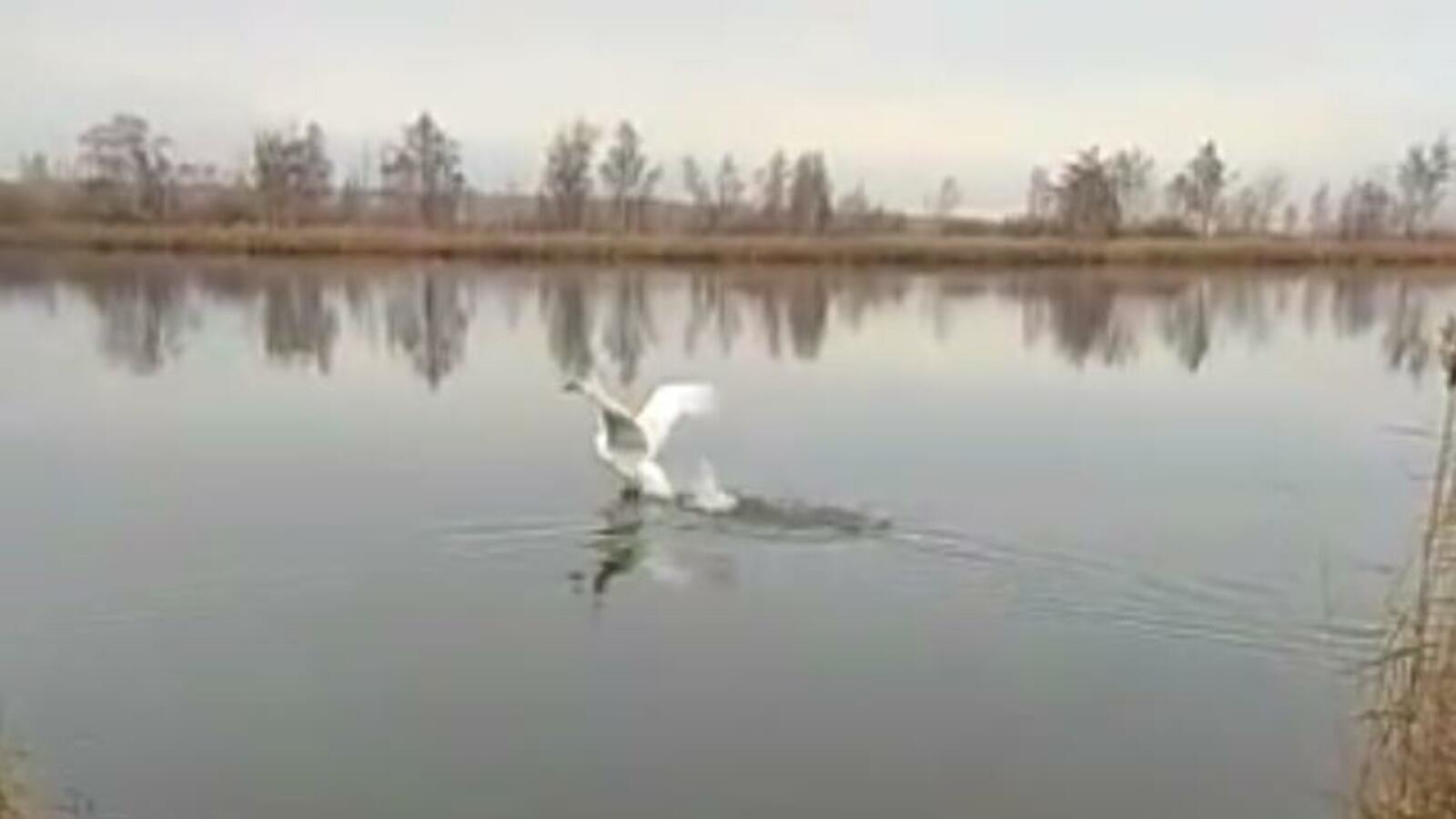 пресс-служба Минэкологии РБ