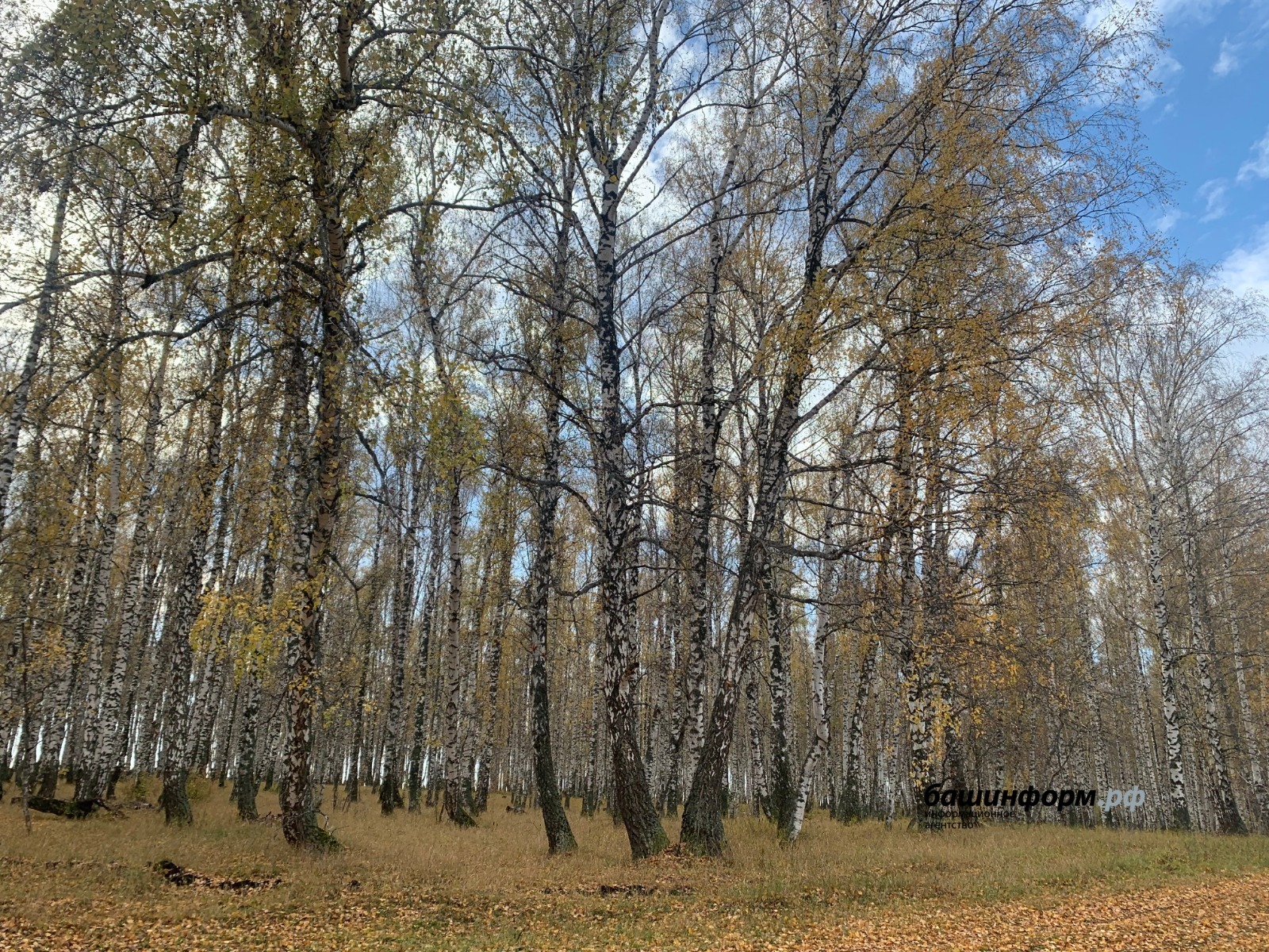 Галина Бахшиева