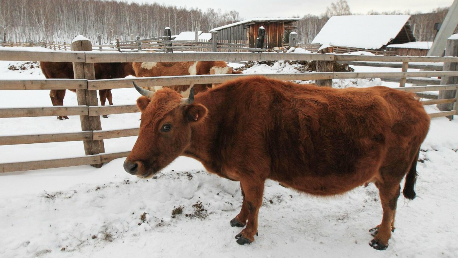 Олег Яровиков