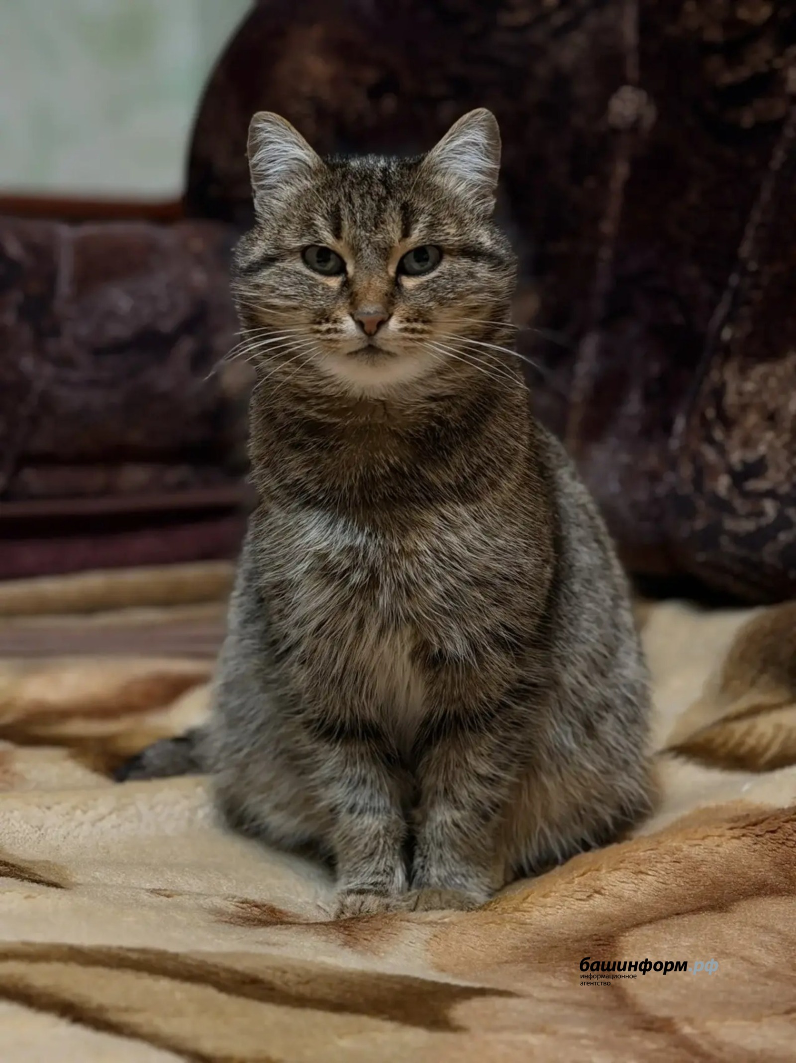 Юлия Бахшиева ИА «Башинформ»