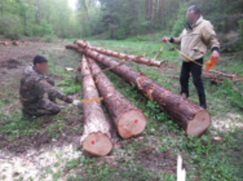 На жителя Толбазов завели  два  уголовных дела за то, что он без разрешения срубил деревья