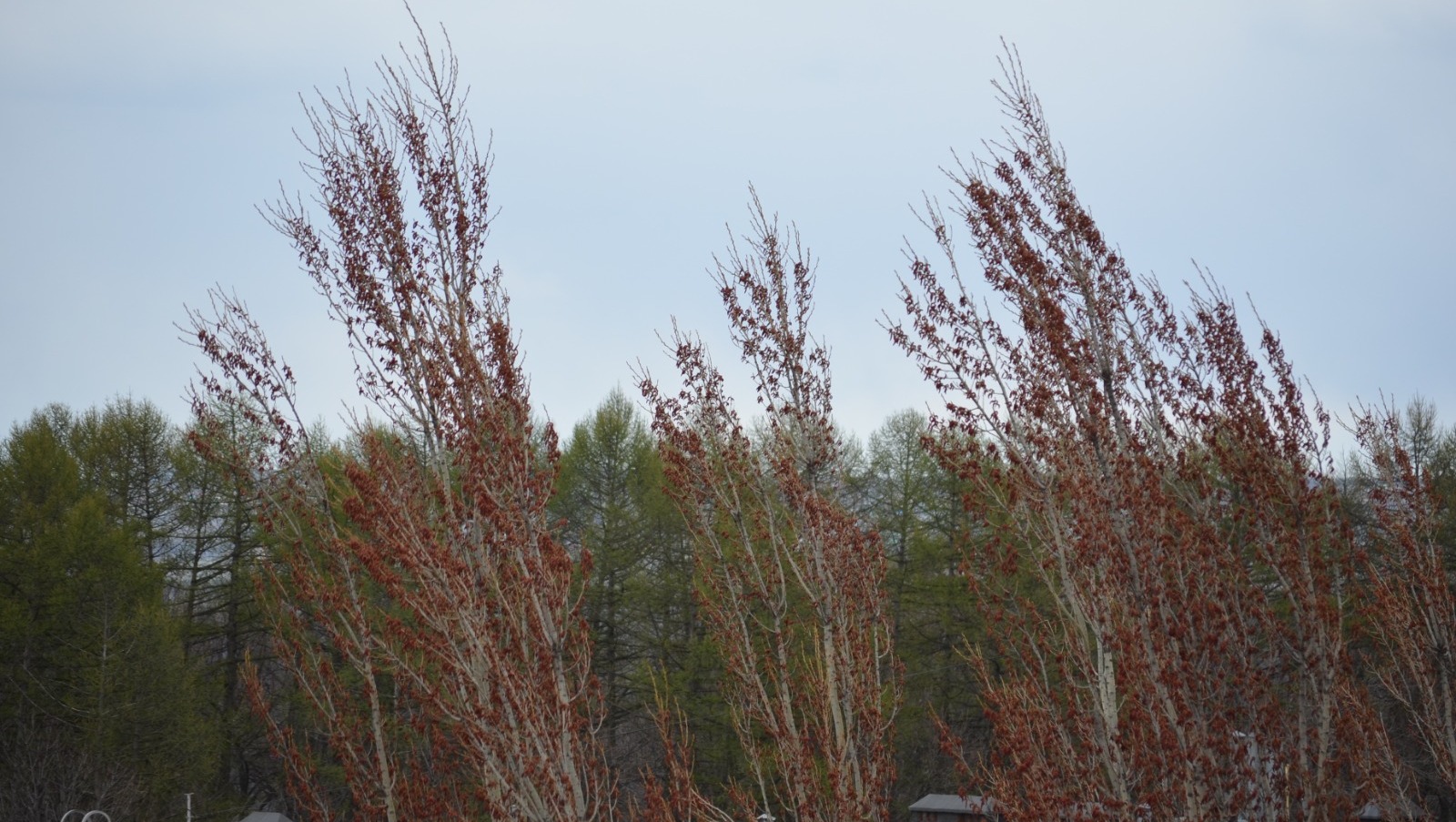 Ксения Калинина