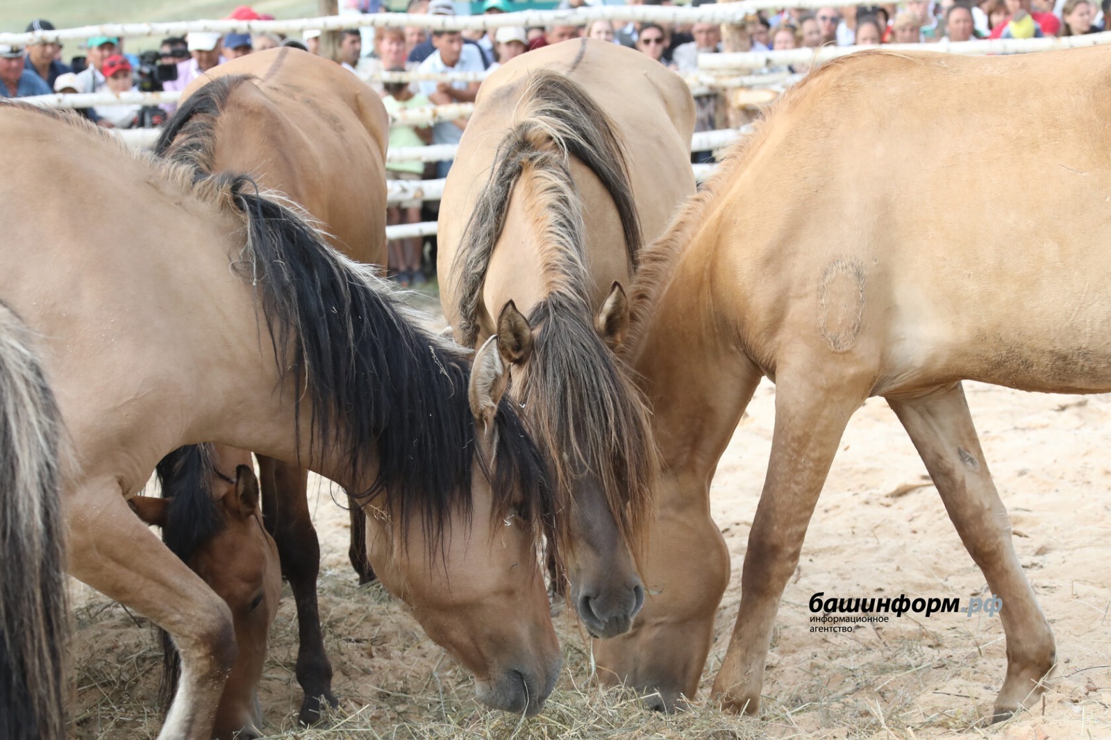 ИА «Башинформ» архив
