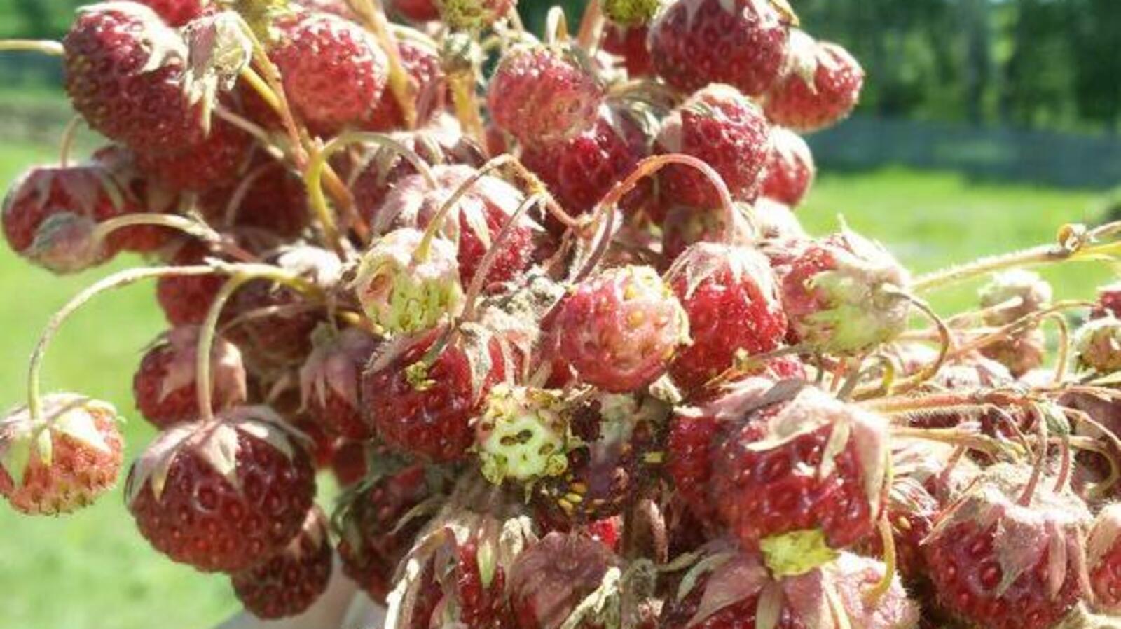 ИА «Башинформ»