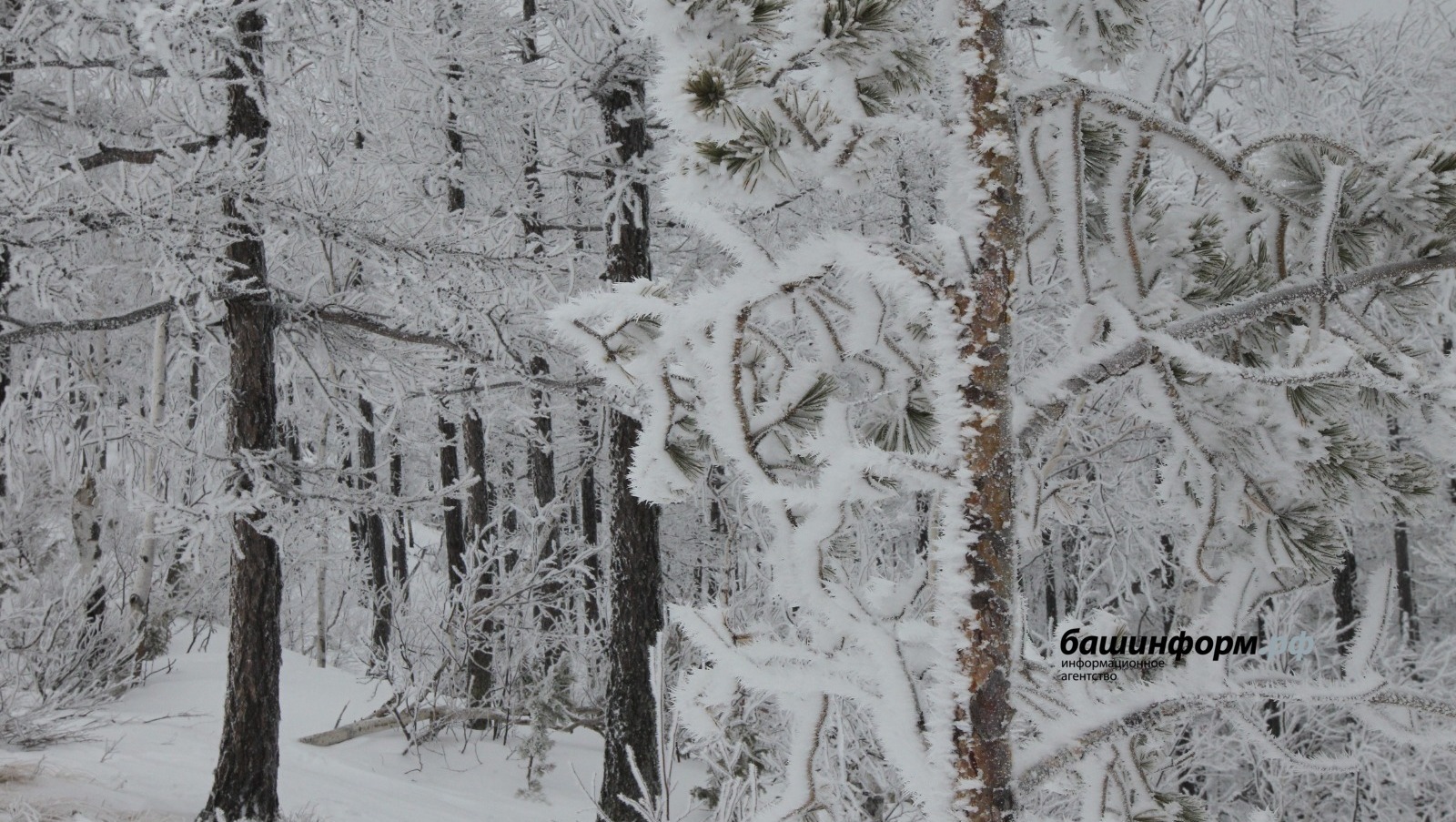 Олег Яровиков / «Башинформ» мәғлүмәт агентлығы