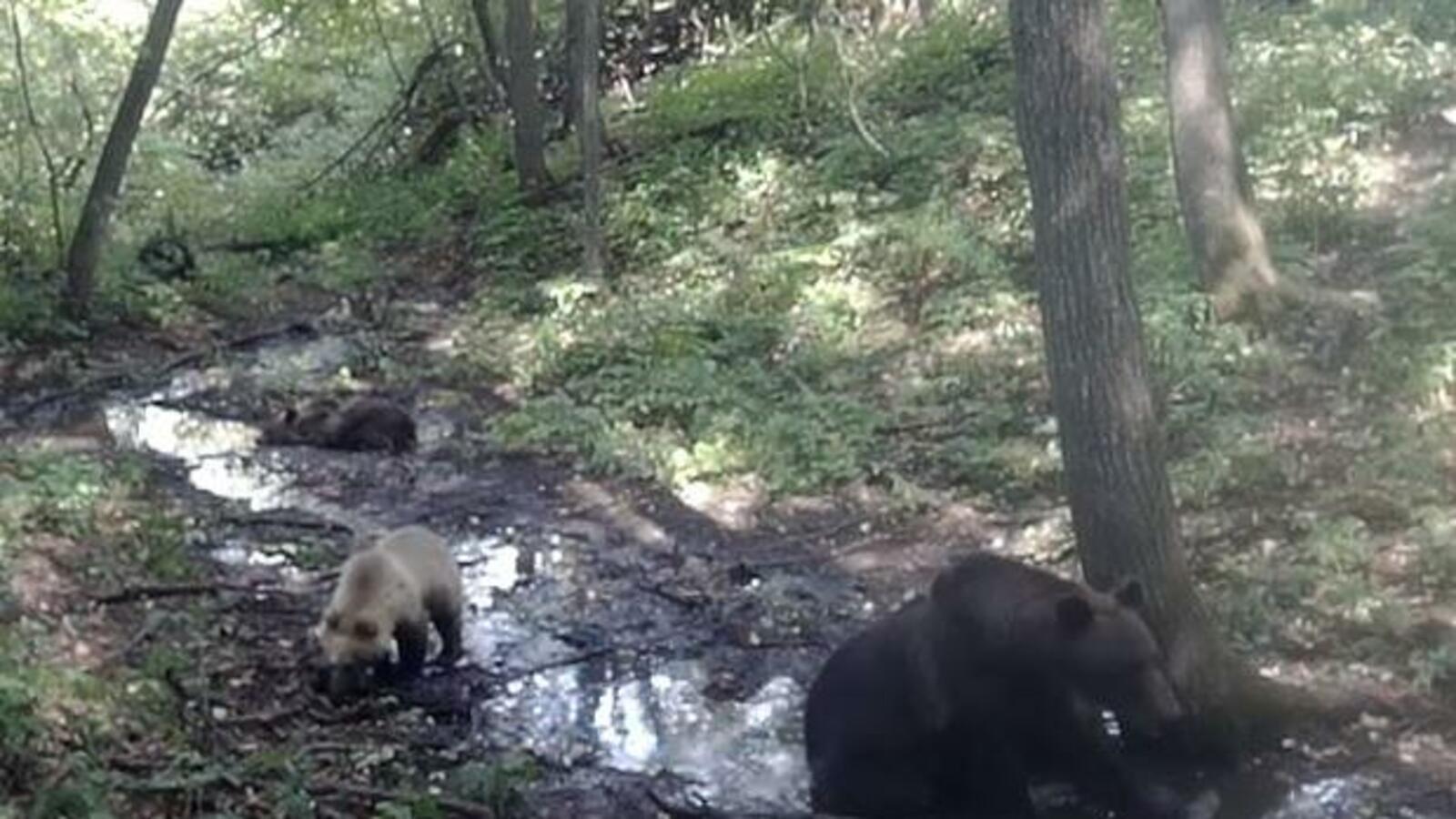 скриншот видео