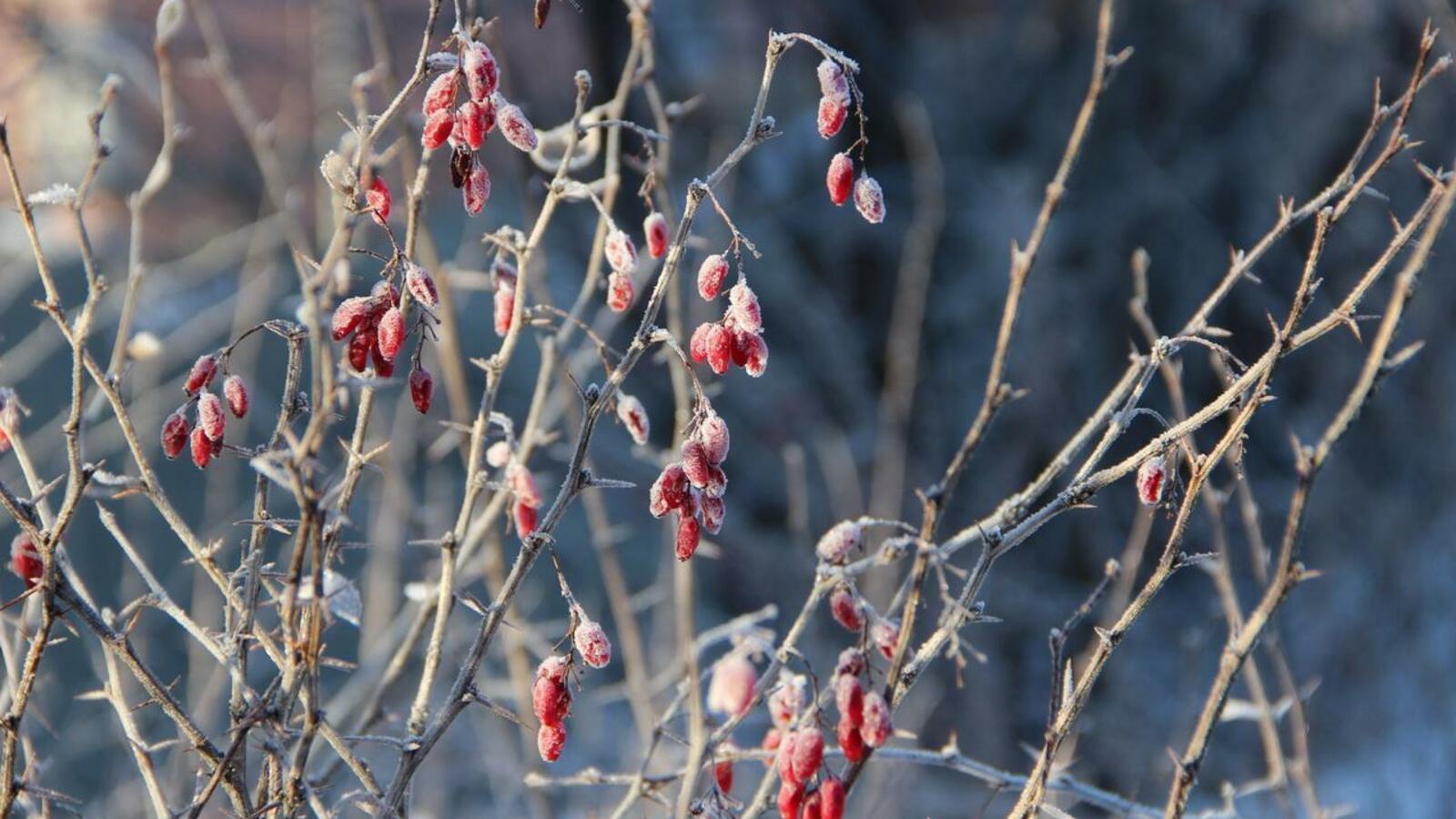 ИА «Башинформ»