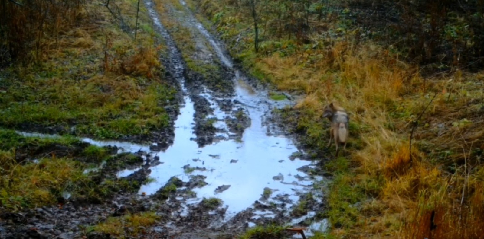 скриншот видео госинспектора заповедника «Шульган-Таш» Сабита Галина