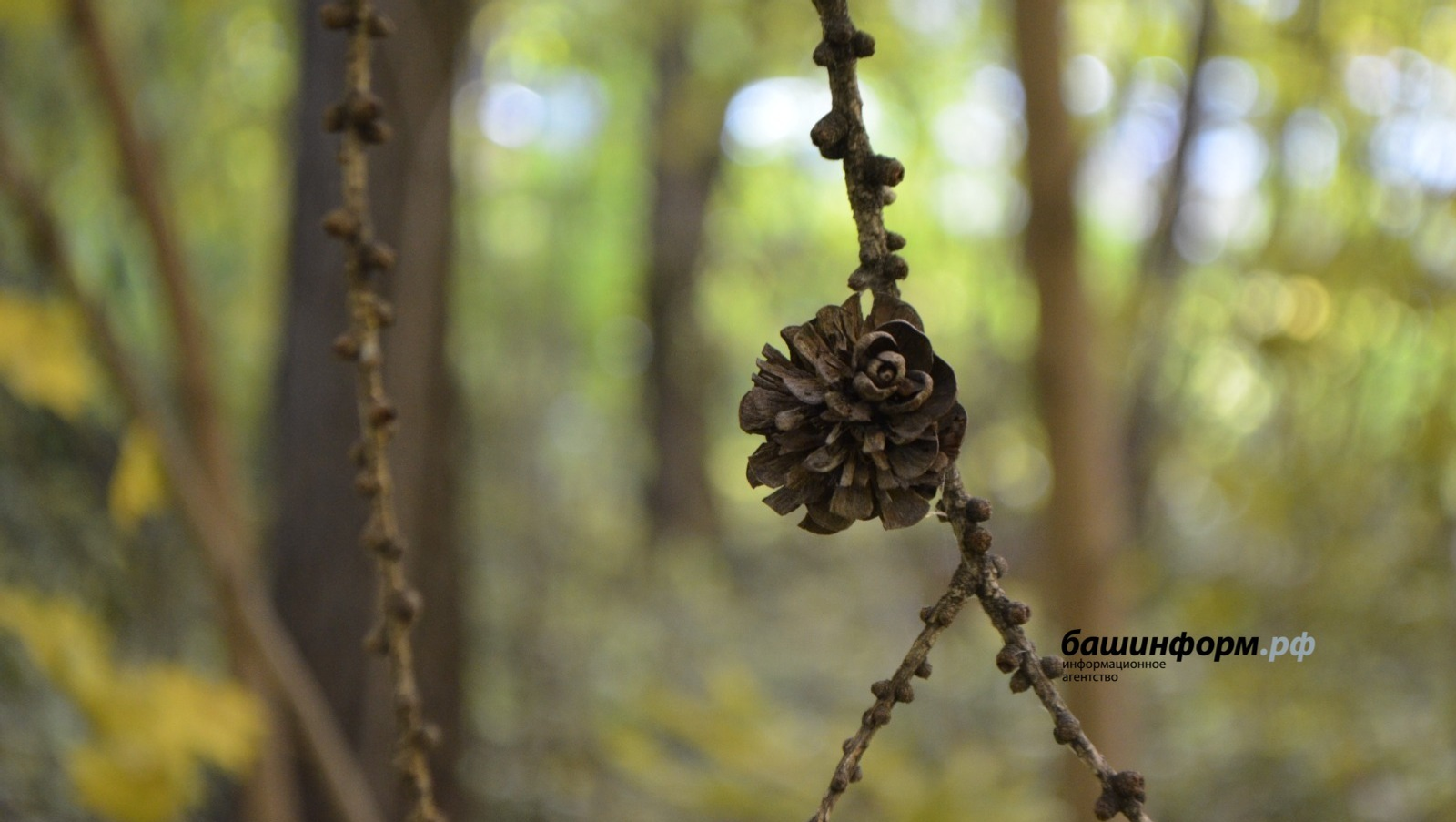 Ксения Калинина