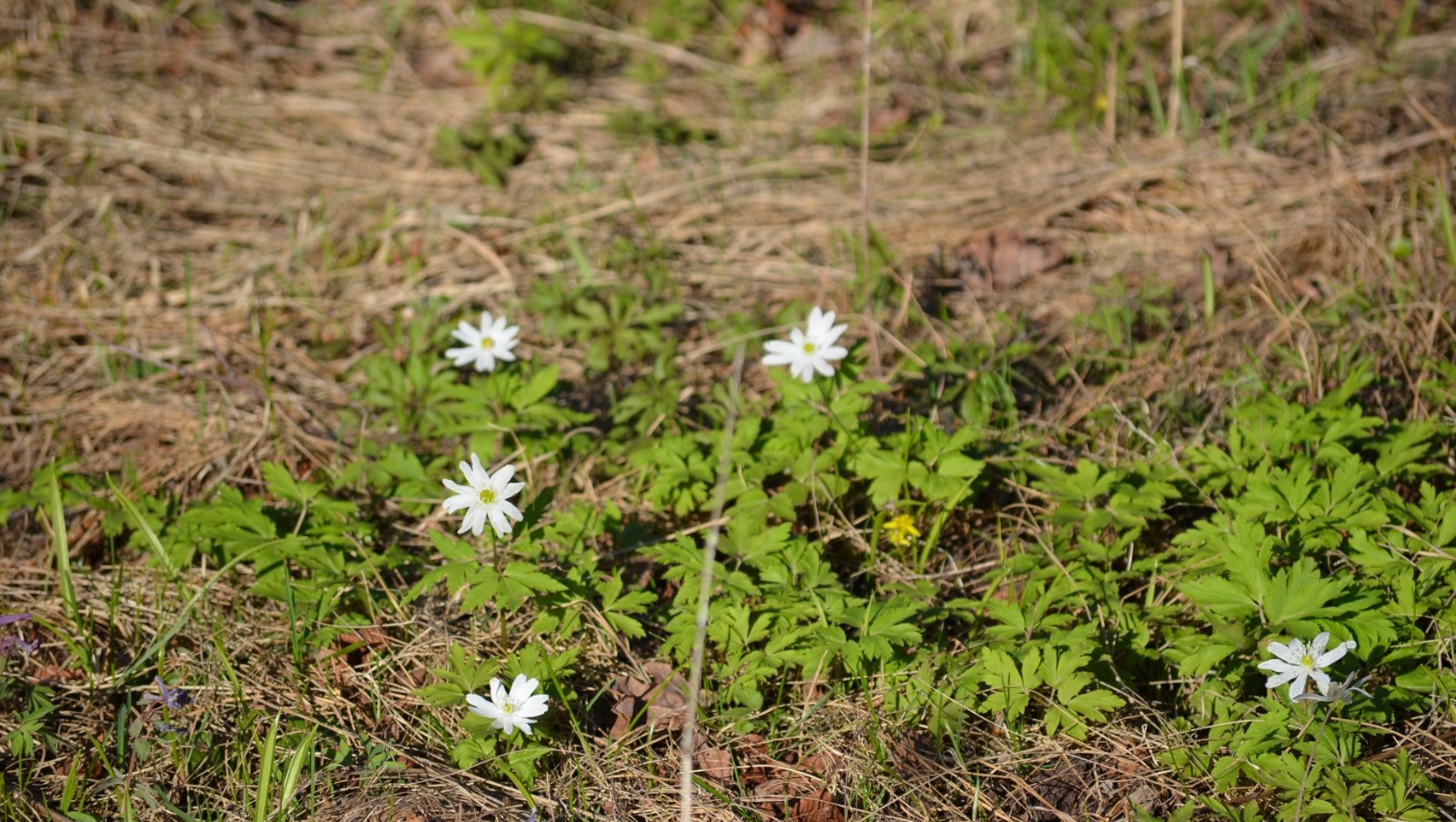 Ксения Калинина