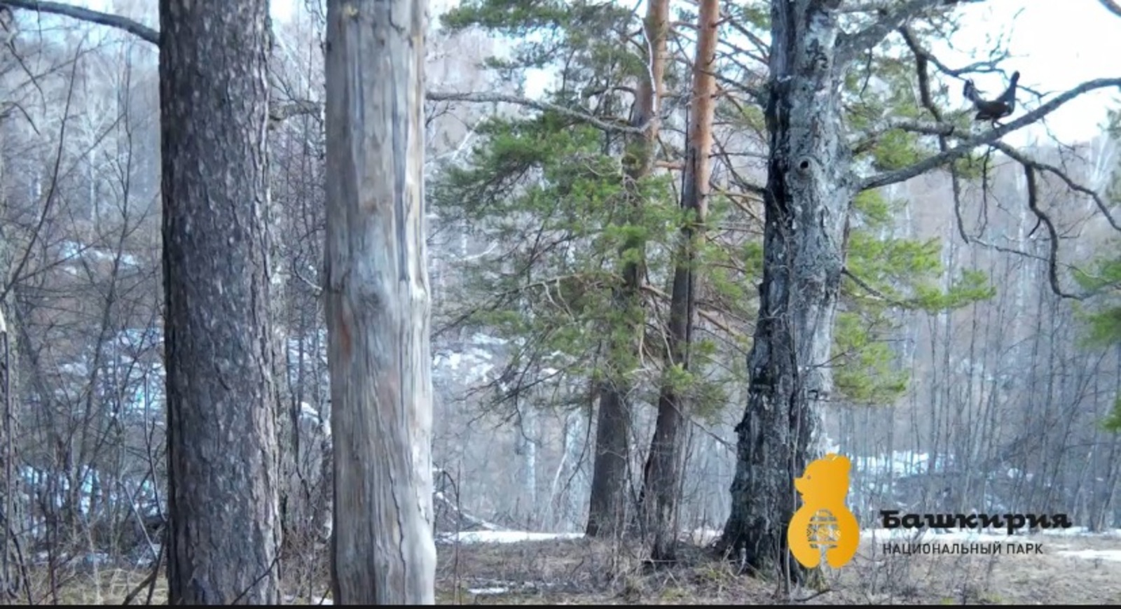 скриншот видео