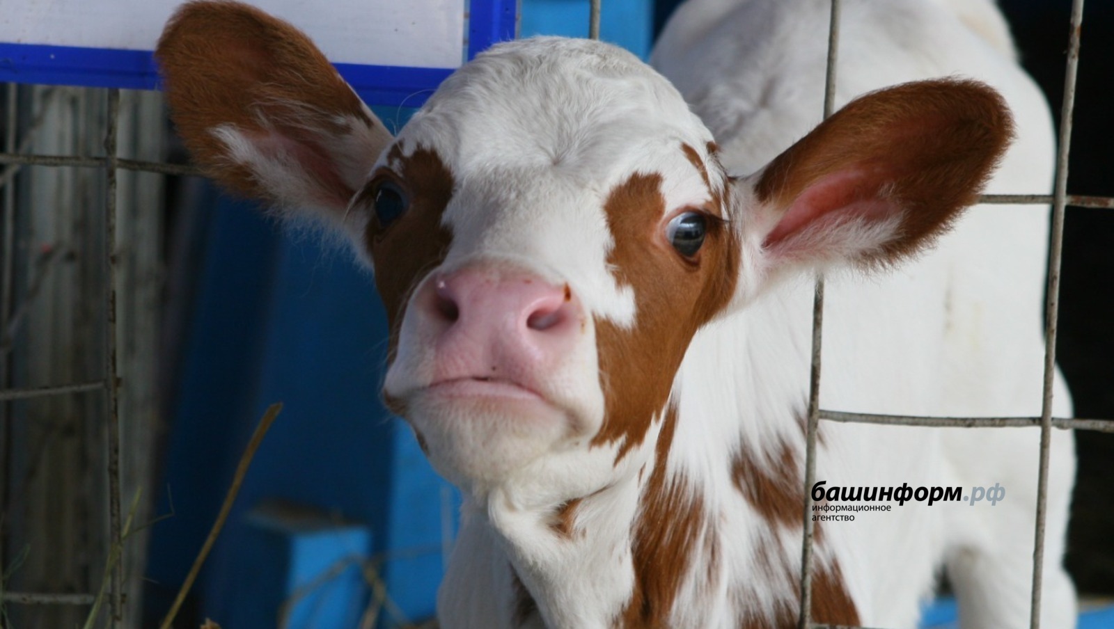 архив ИА «Башинформ»