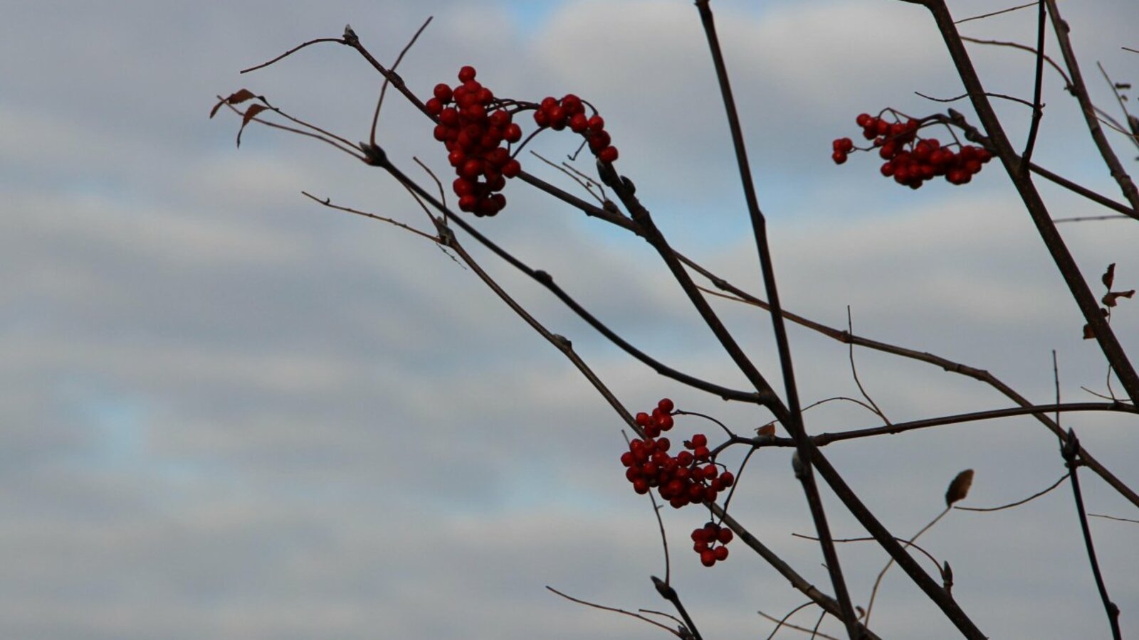 Ксения Калинина