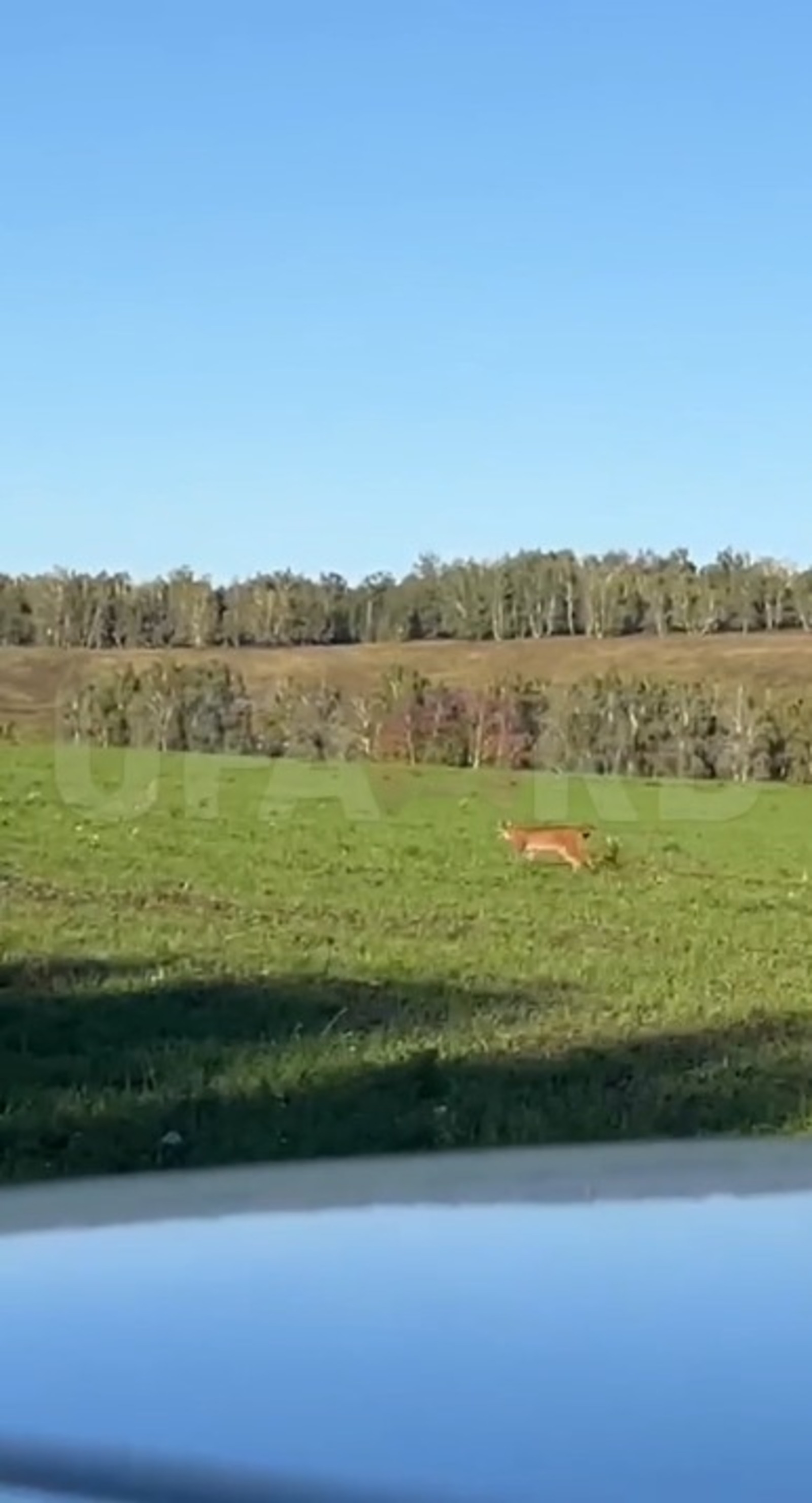 скриншот видео