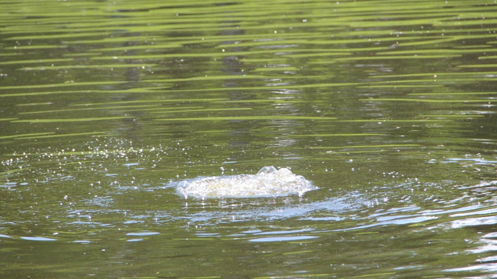 Ксения Калинина