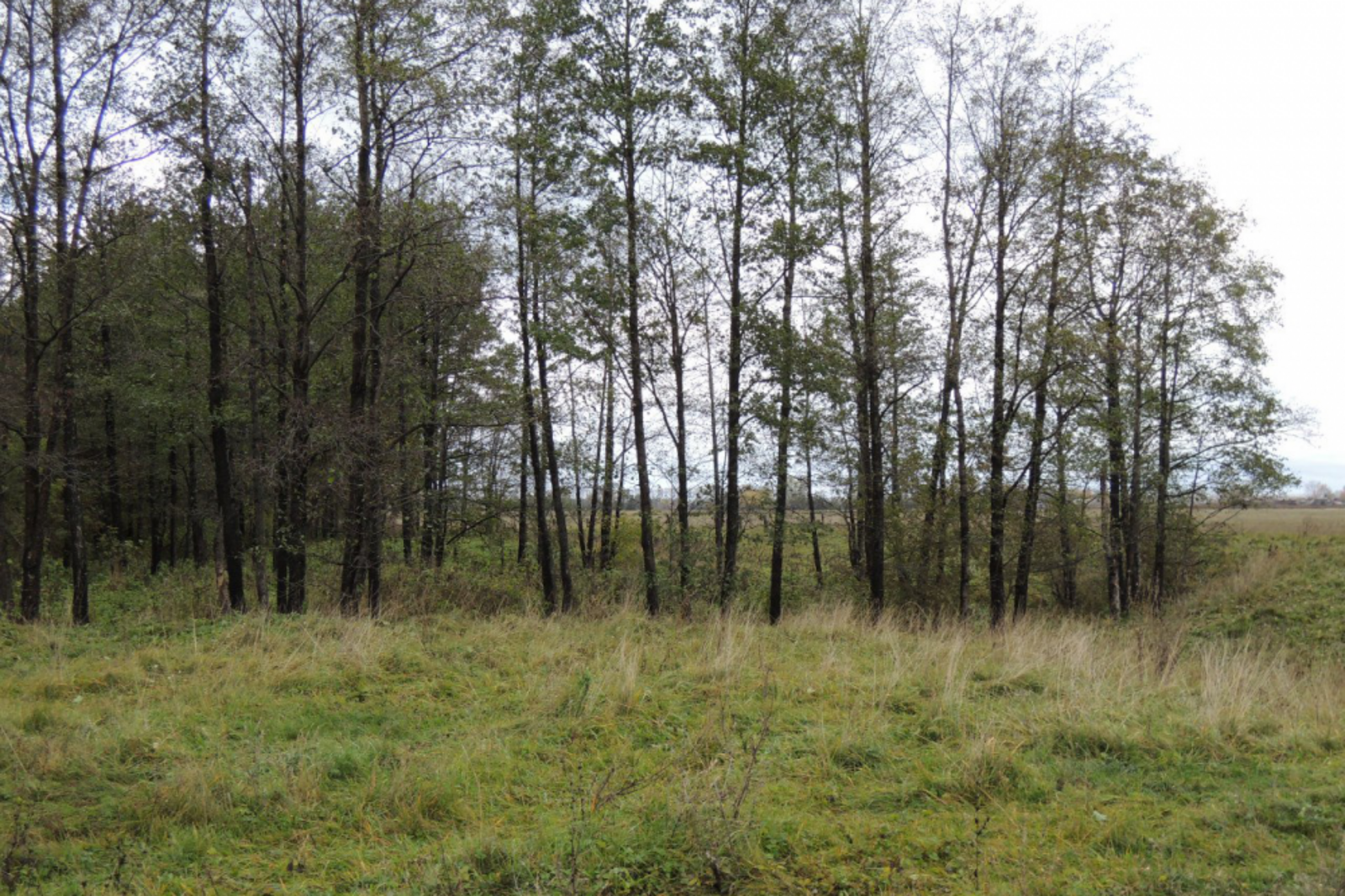 Минлесхоз РБ