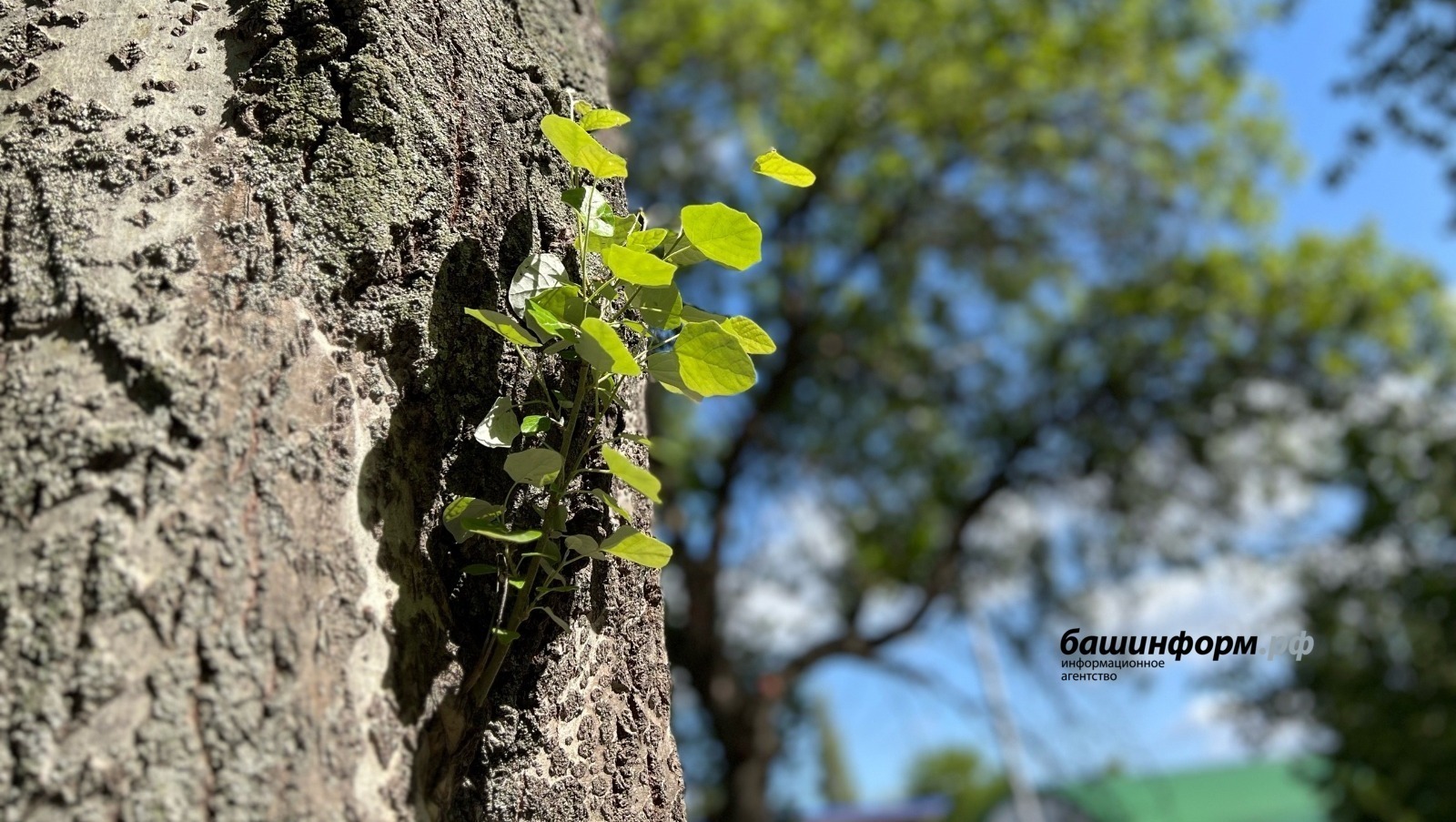 Ксения Калинина ИА Башинформ