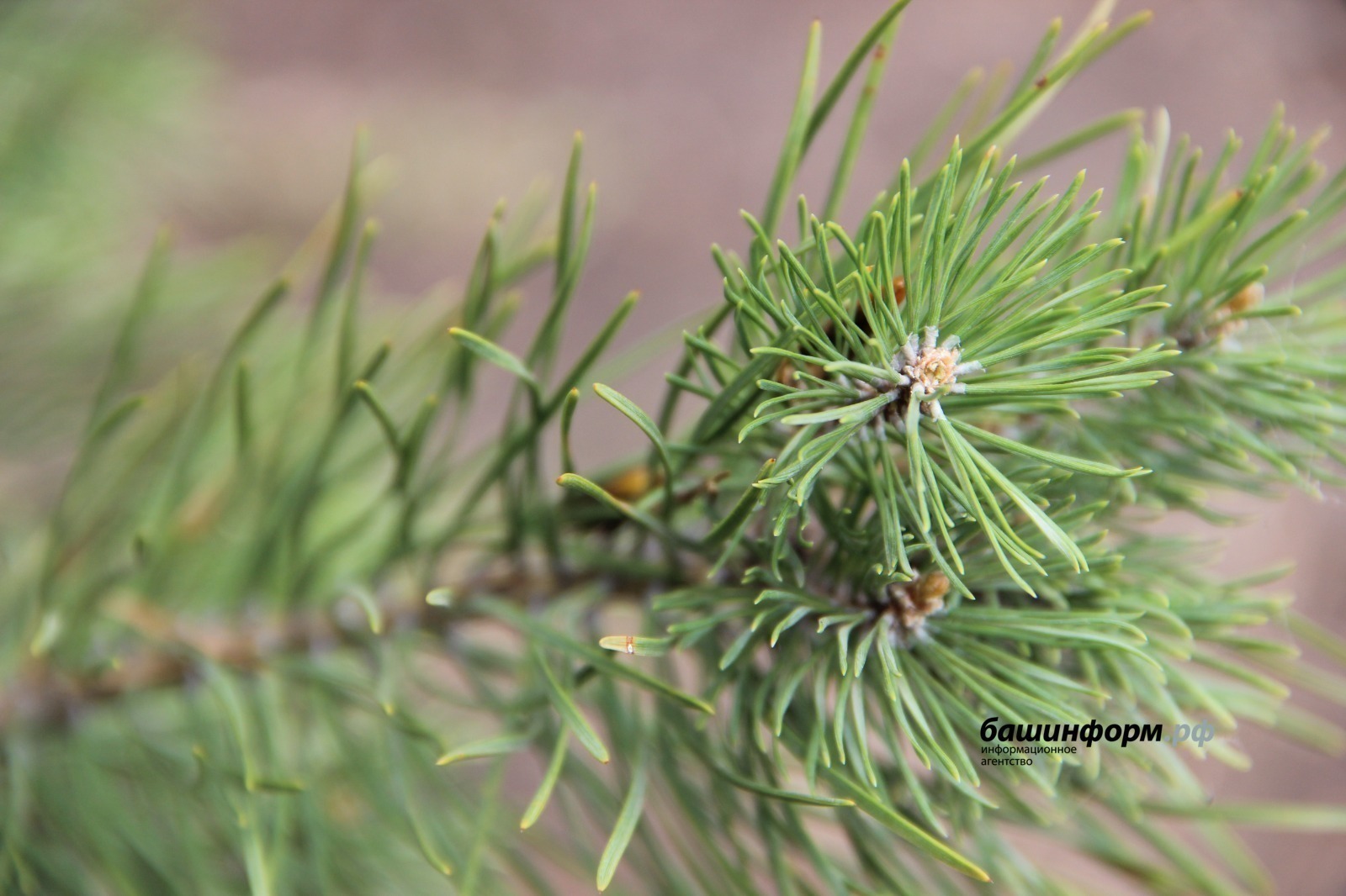 архив ИА "Башинформ"