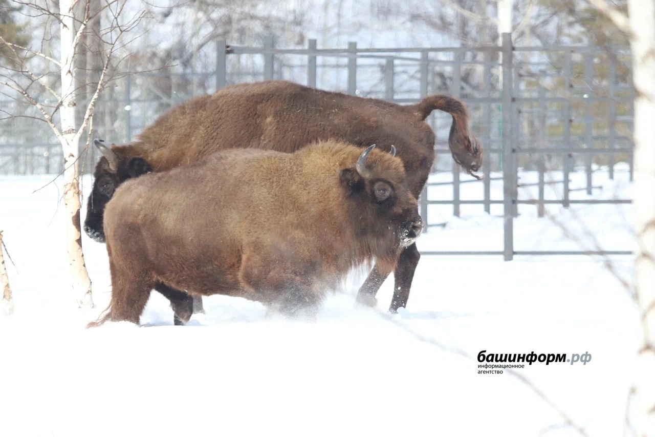 Станислав Шахов ИА «Башинформ»
