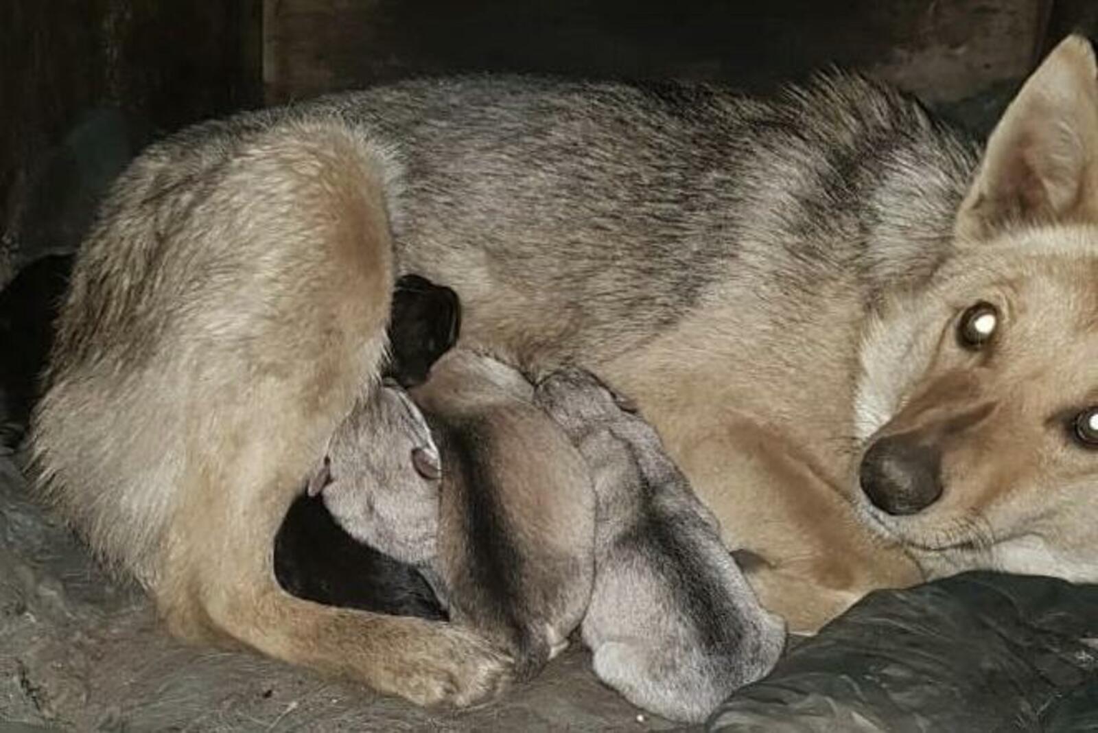 Дина Ханова