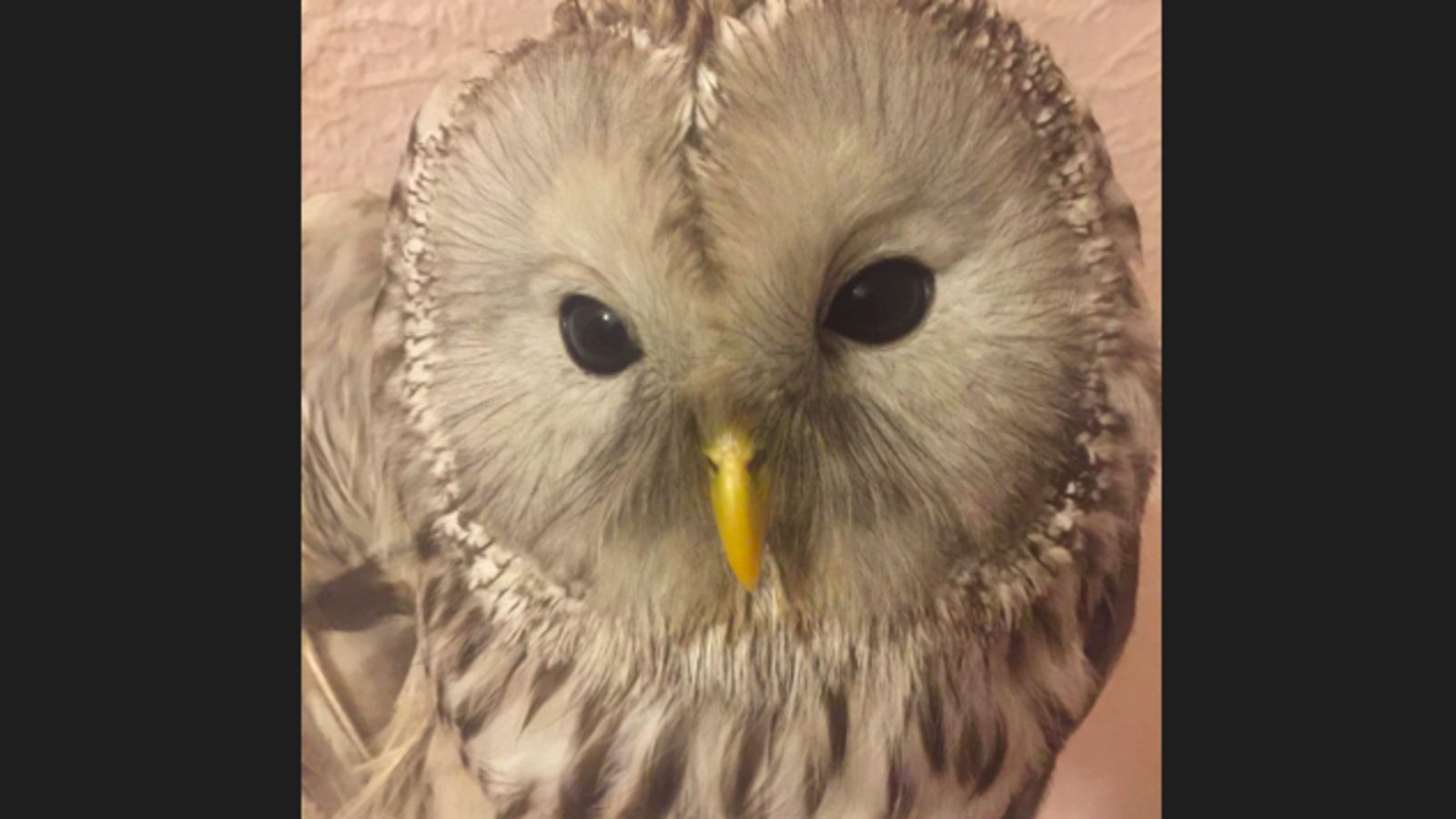 Группа помощи хищным птицам «Сапсан» - Уфа