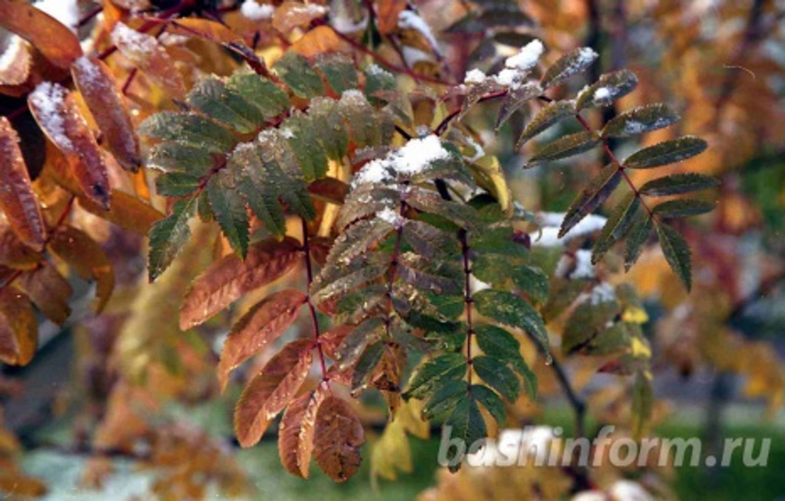 Андрей Старостин