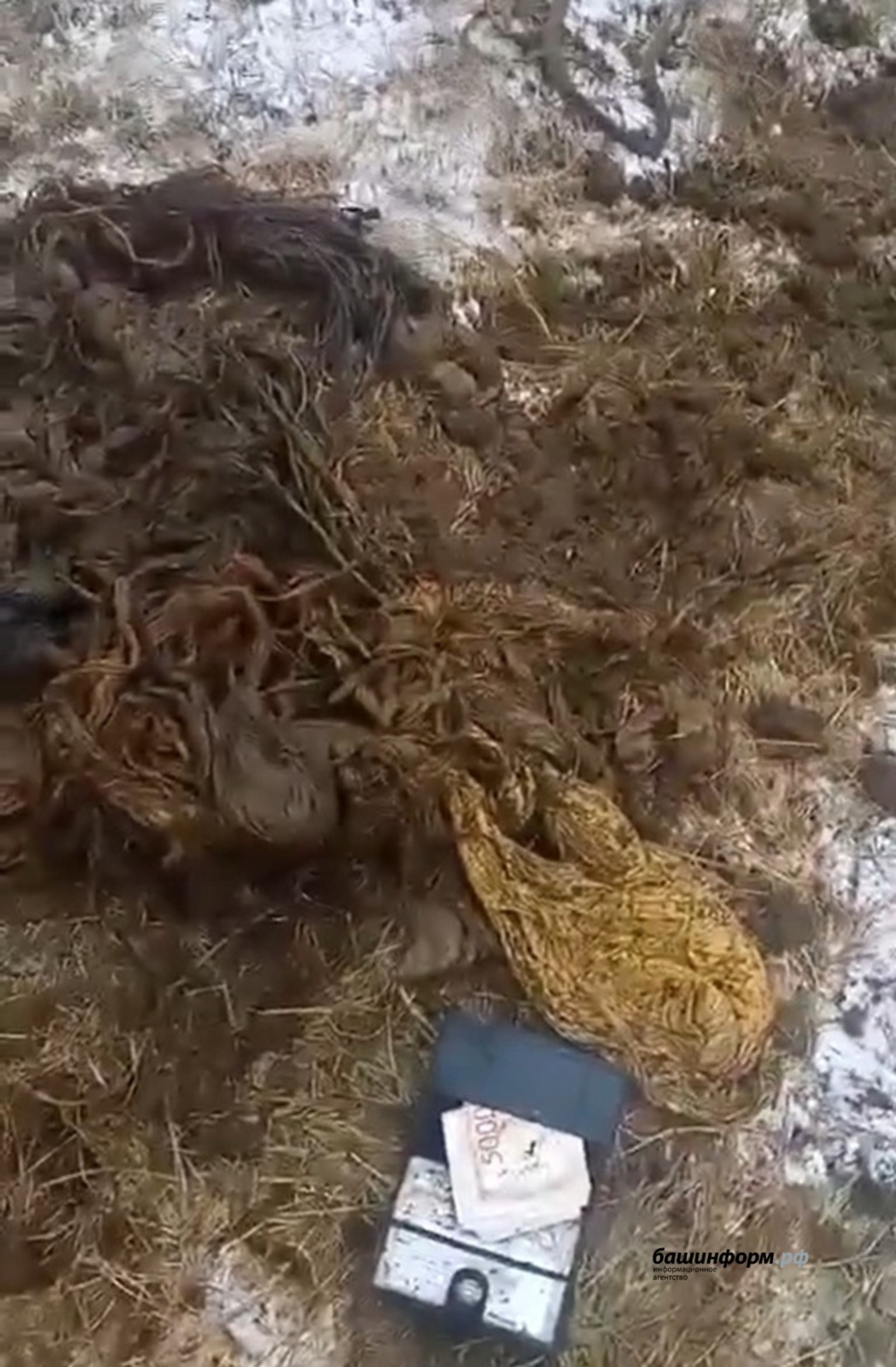 Скриншот Видео от собственного источника ИА "Башинформ"