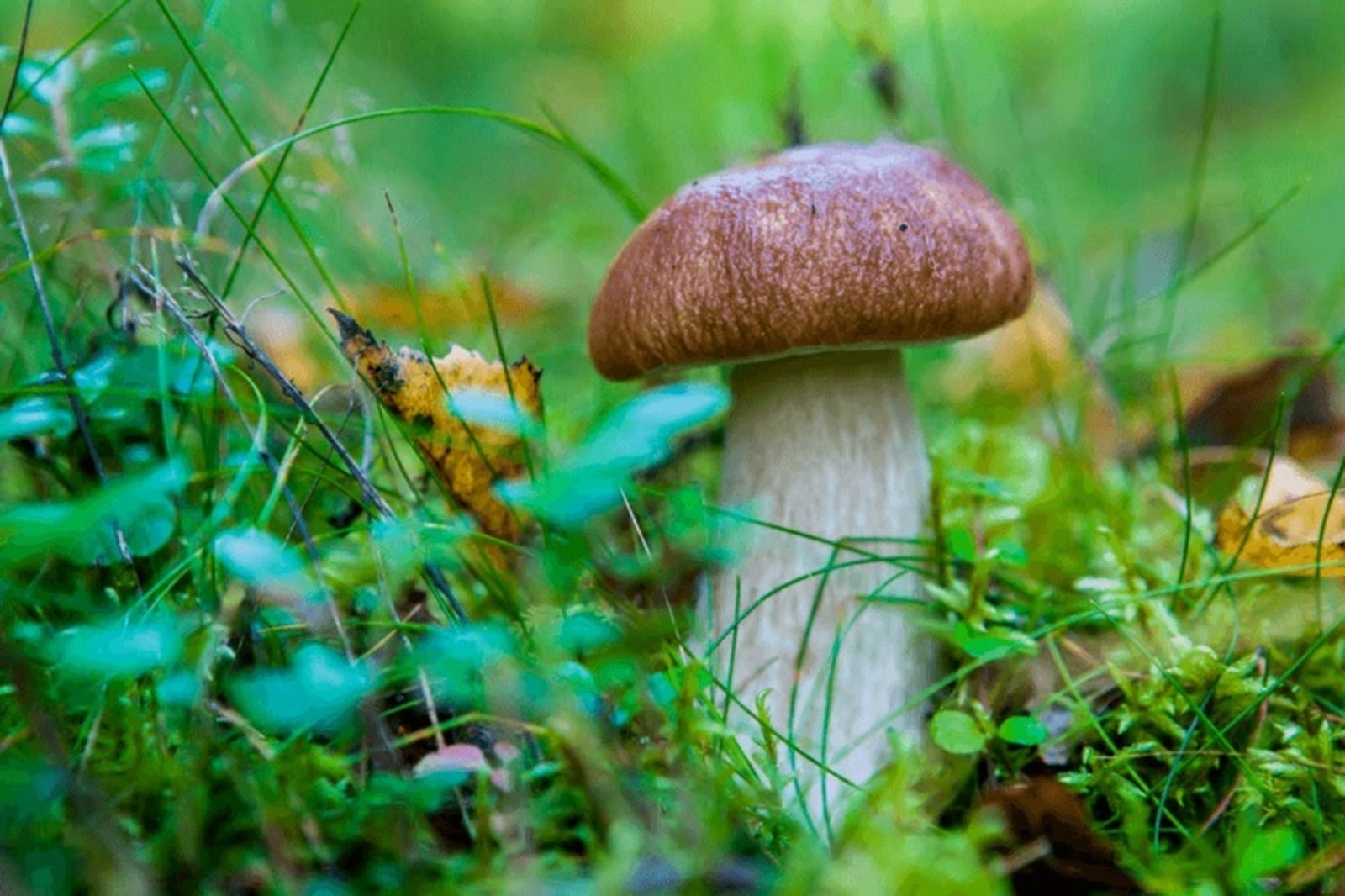 госкомитет РБ по ЧС