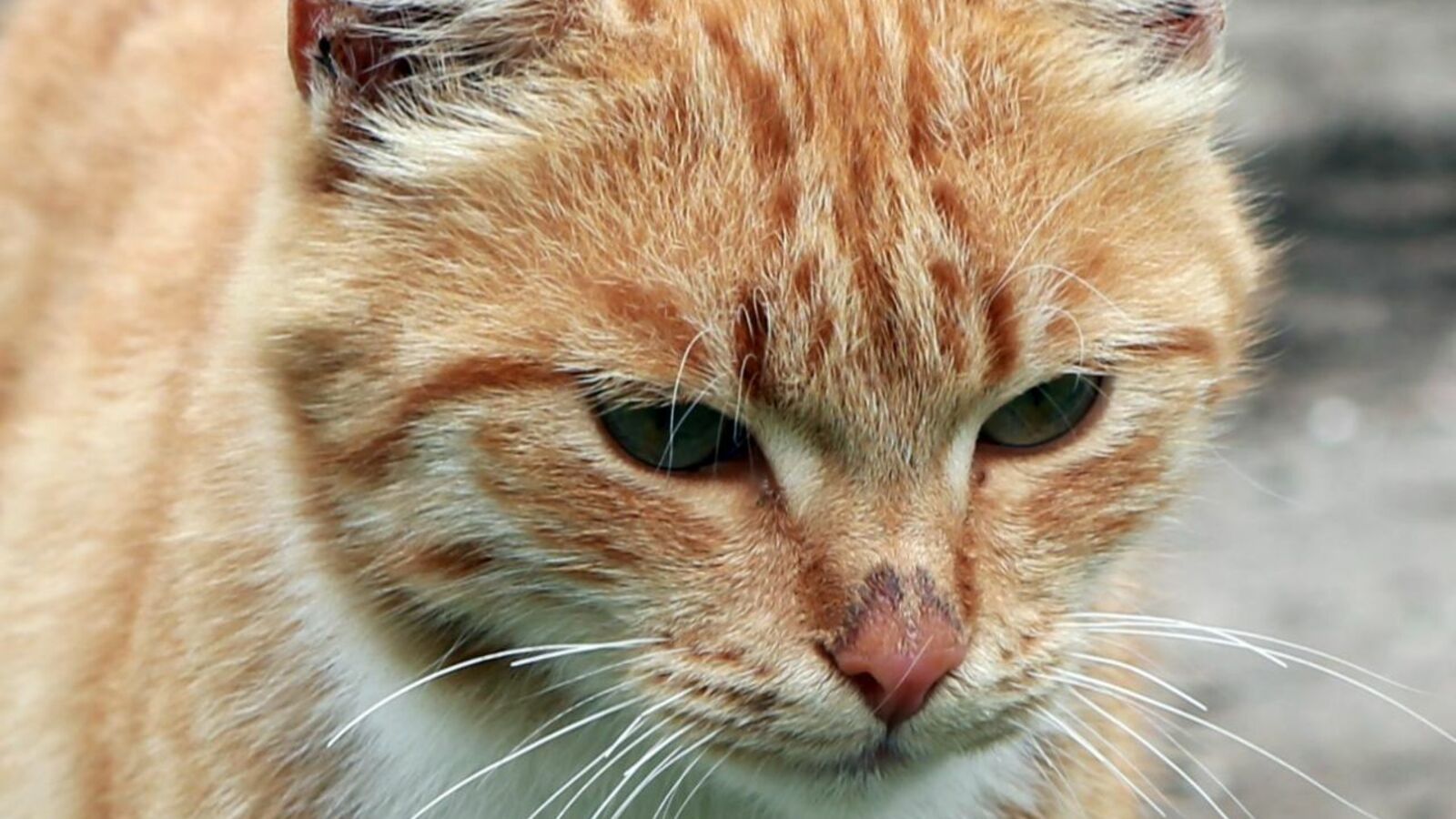 Андрей Старостин