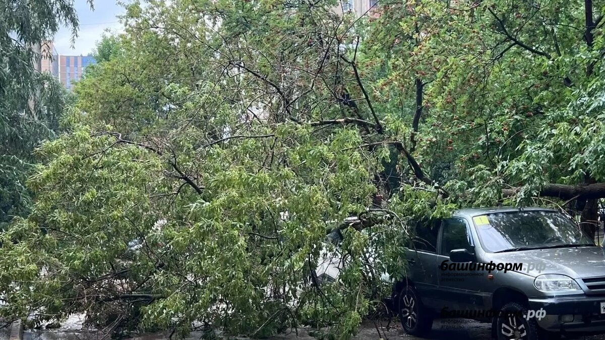 В Уфе из-за непогоды рухнули 29 деревьев