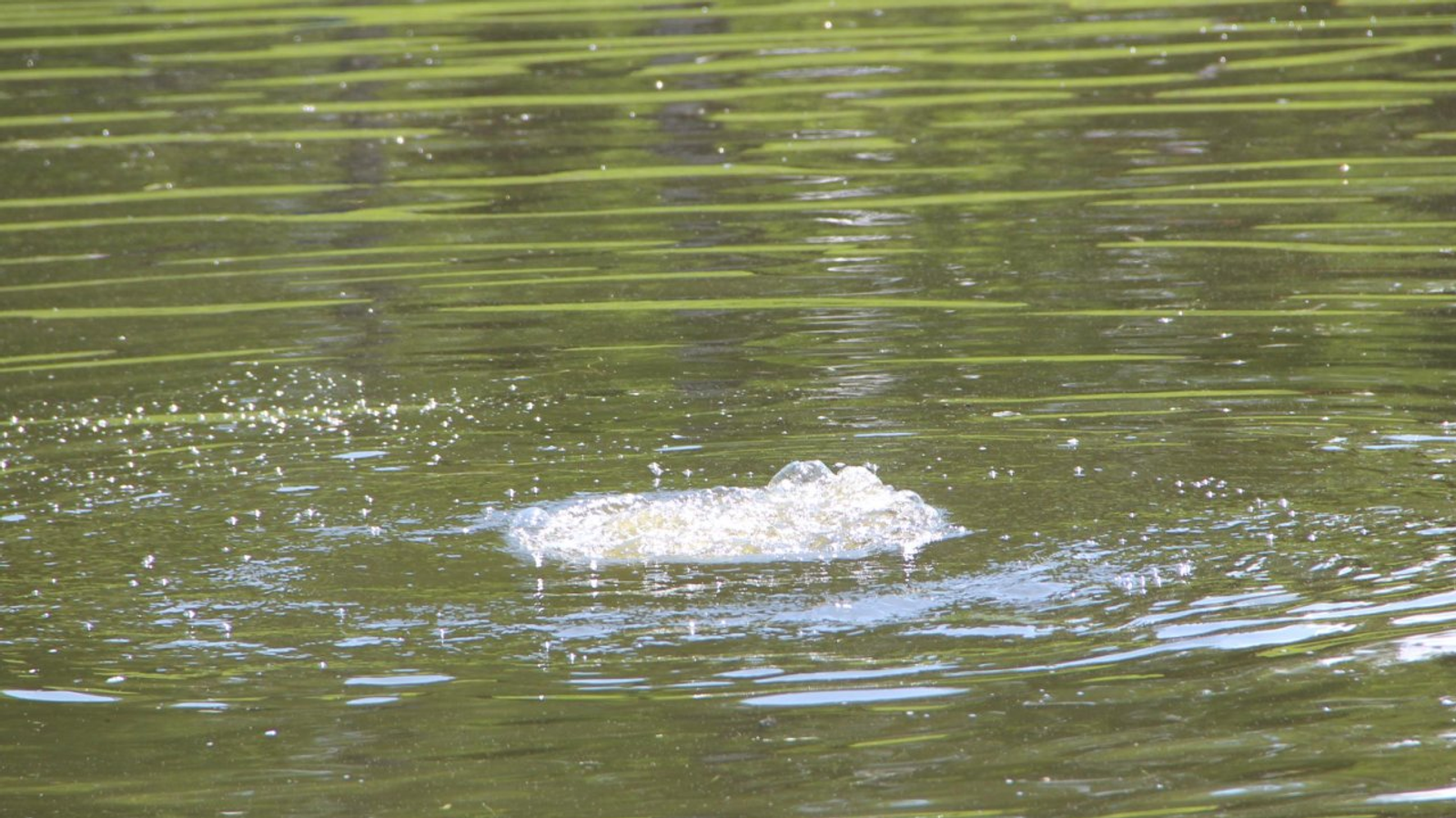 Ксения Калинина