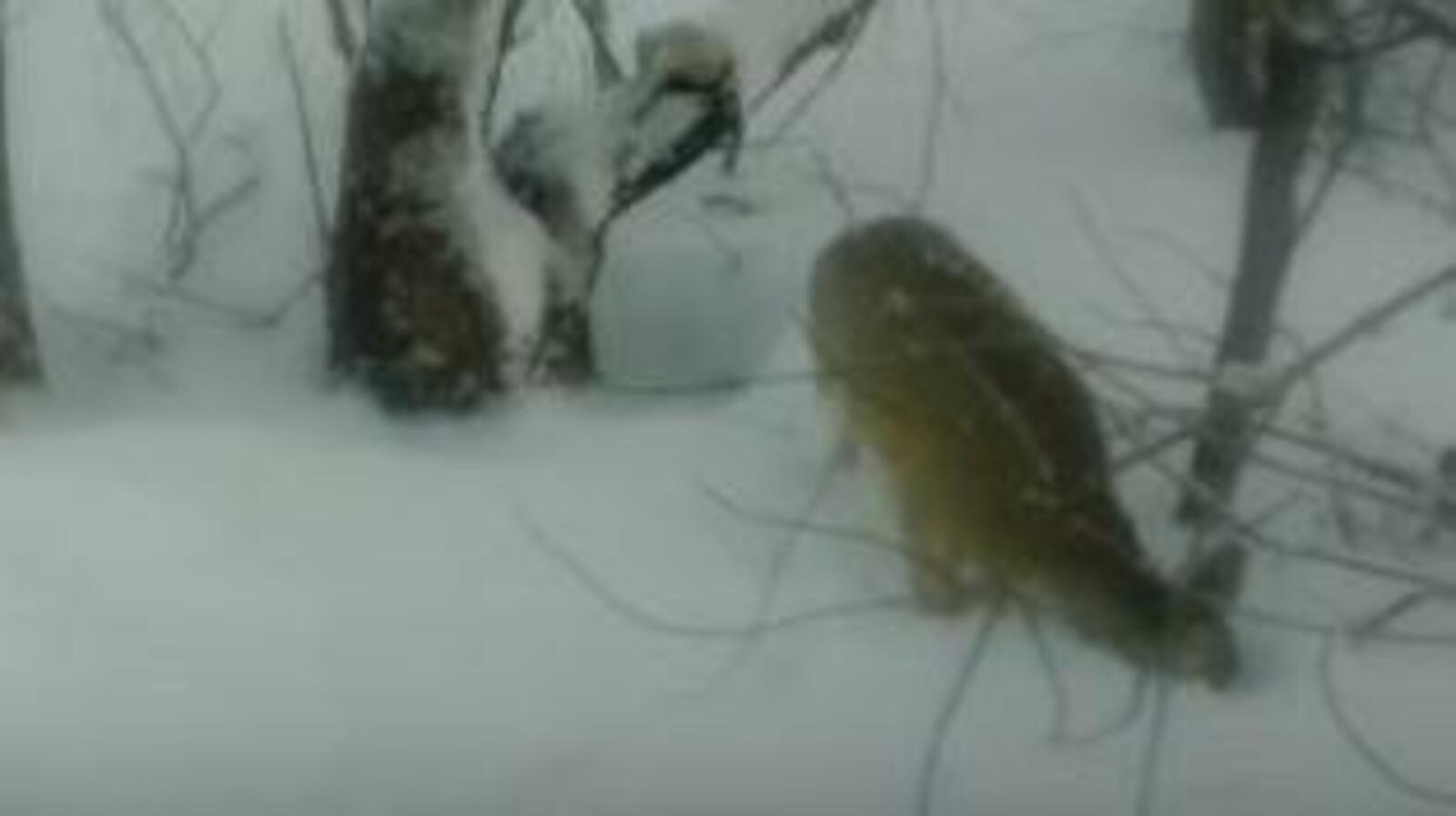 нацпарк «Башкирия»