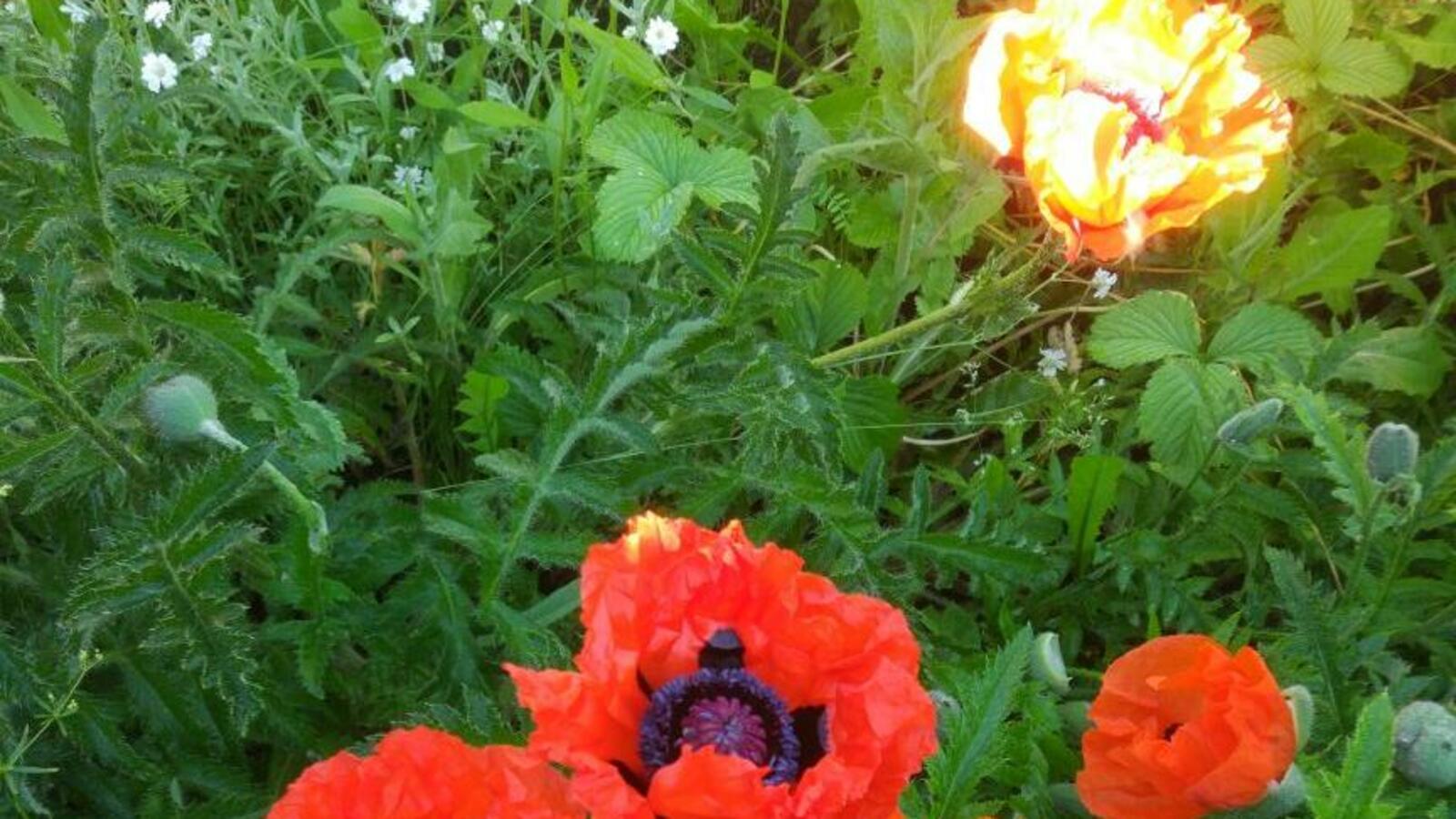 Николай Данилов