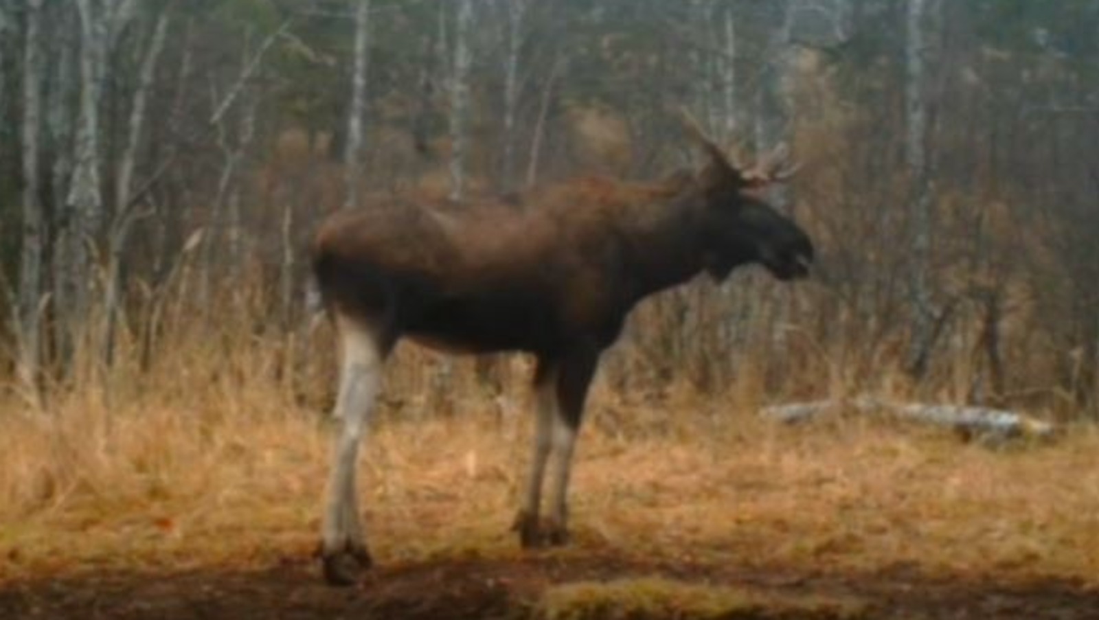 скриншот видео заповедник «Шульган-Таш»