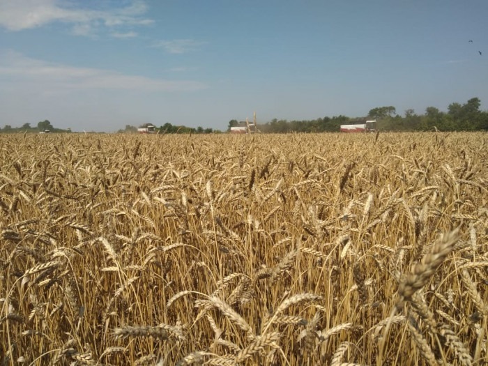 В Башкирии намолотили 4,3 млн тонн зерна
