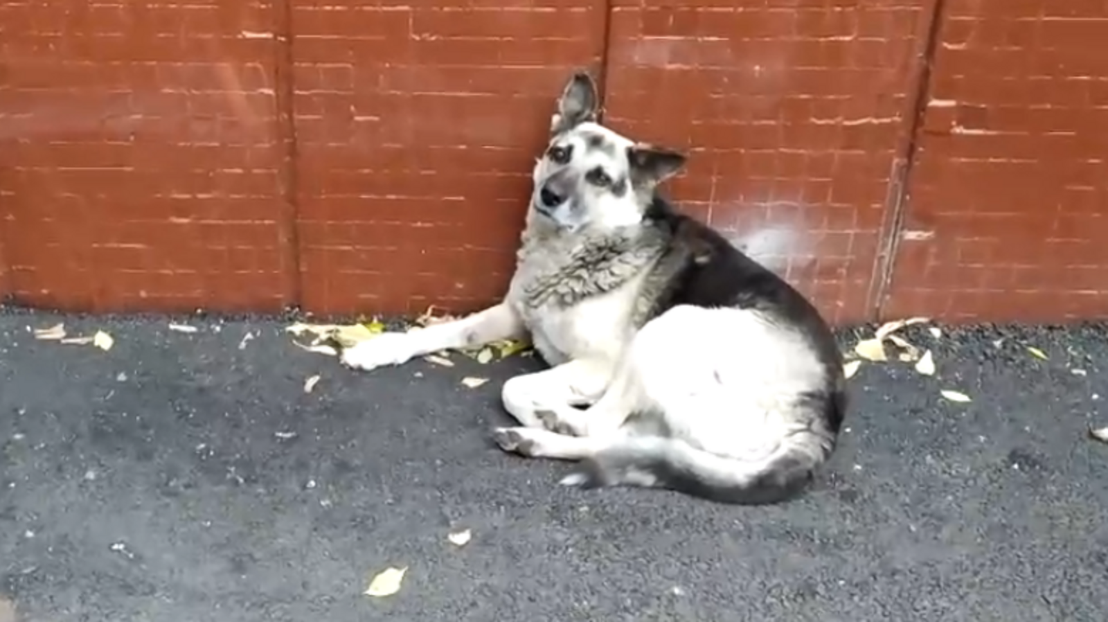 Стоп-кадр видео