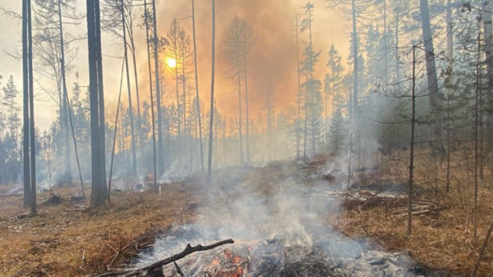 Олег Чегодаев