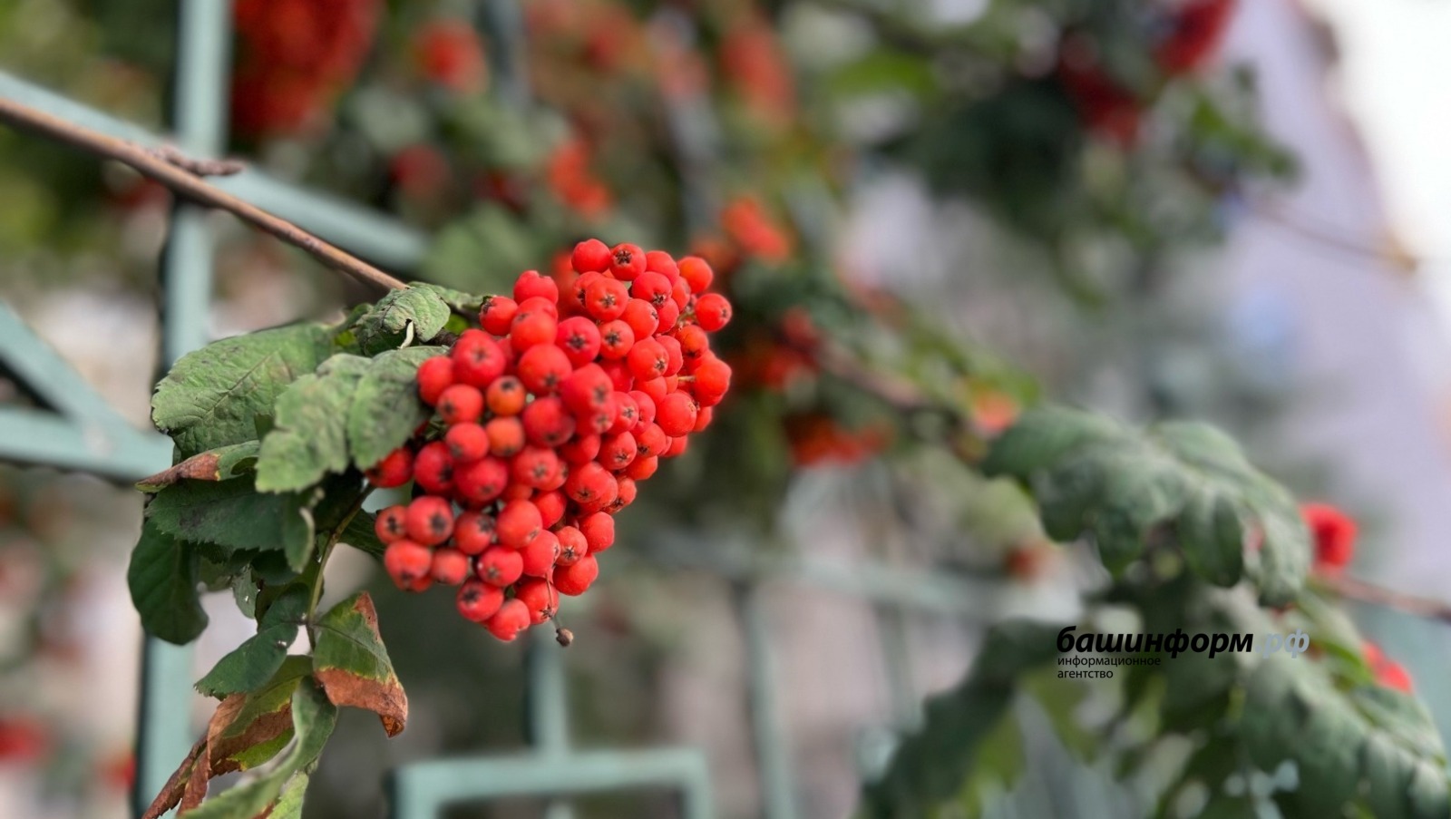 Ксения Калинина ИА «Башинформ»