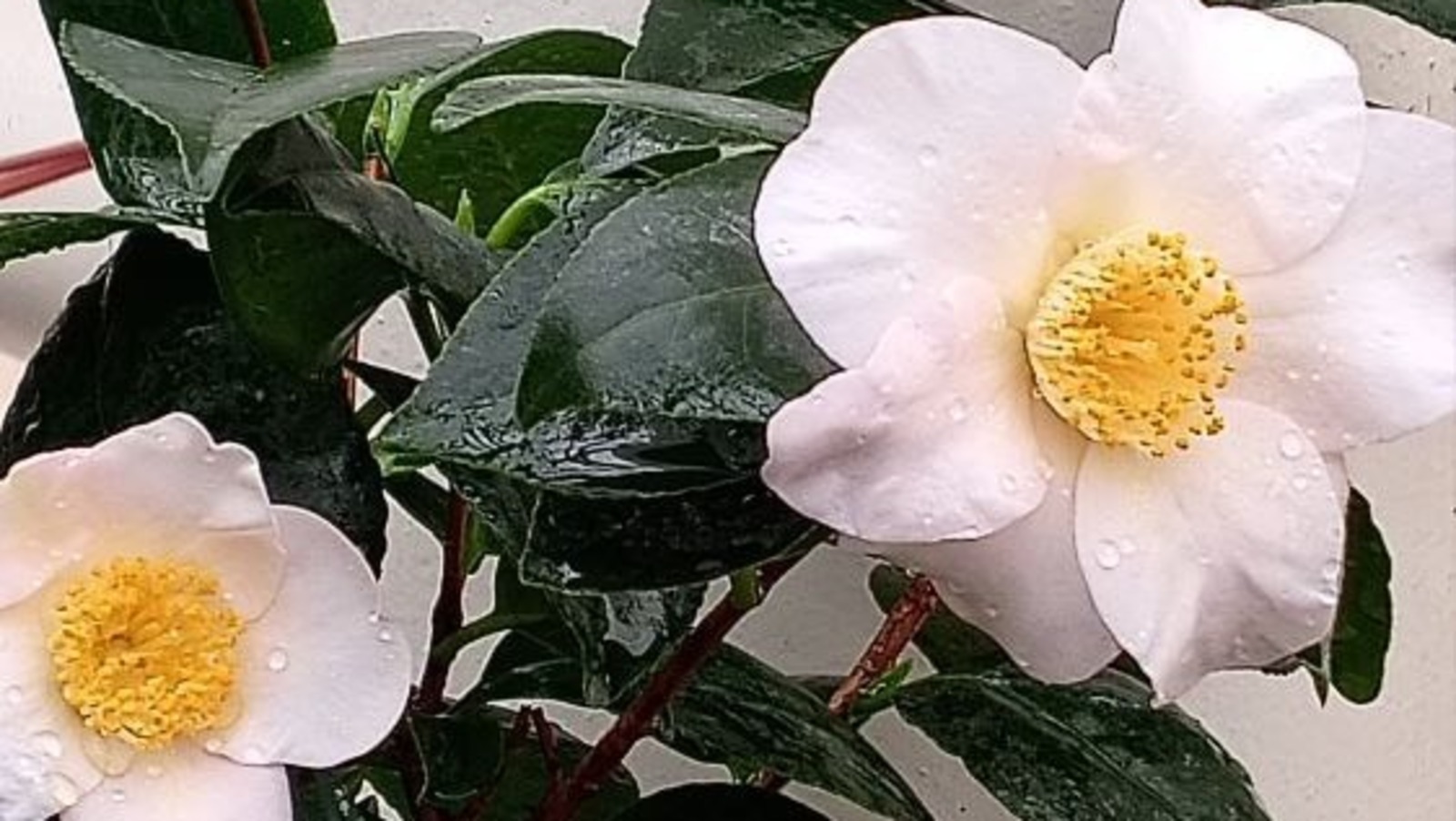 пресс-служба Южно-Уральский ботанический сад-институт