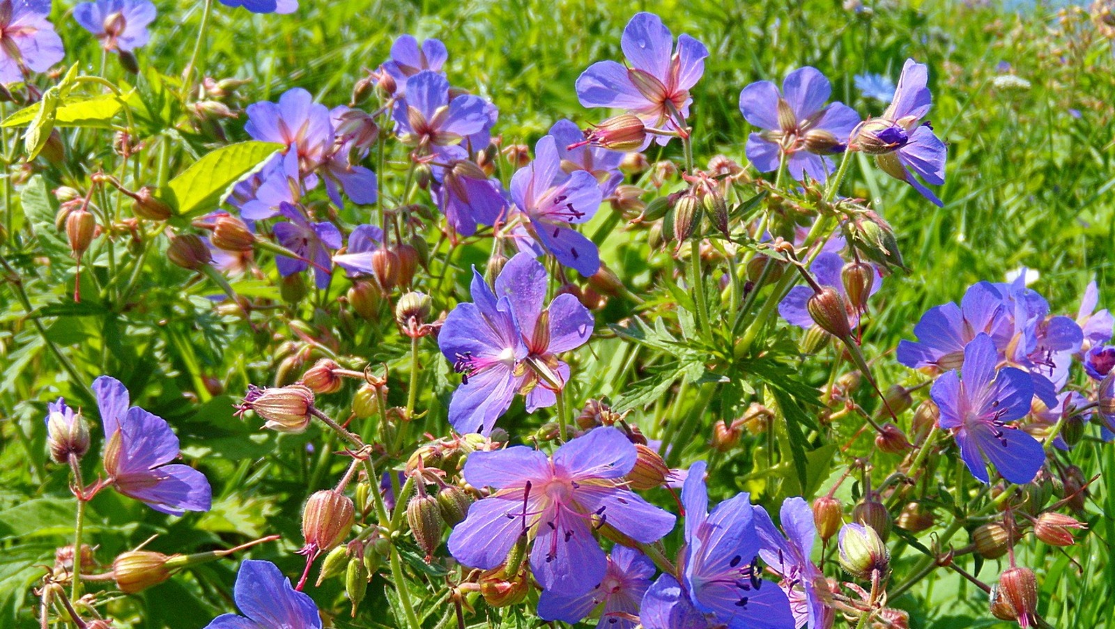 Валерий Шахов